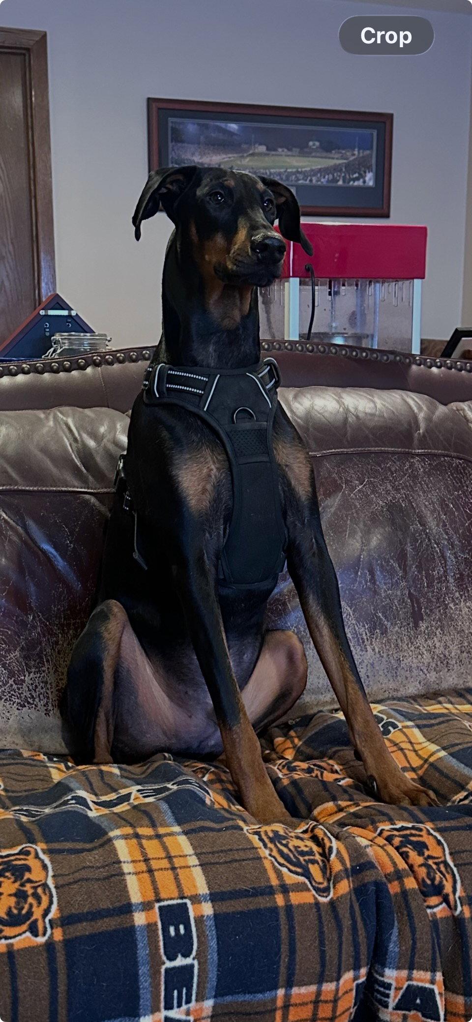 Kaiser, Adopted, Young Male Doberman Pinscher.