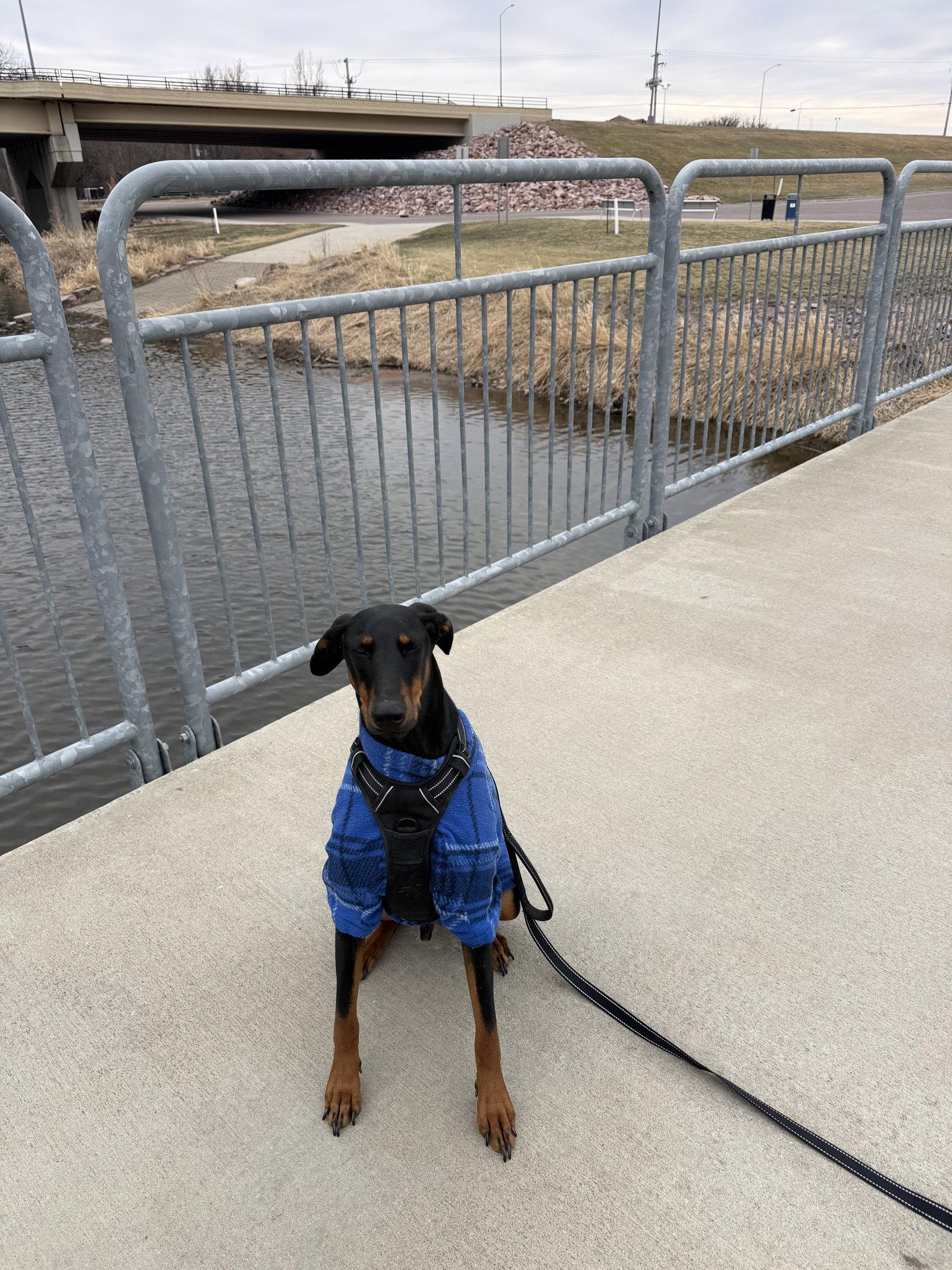 Enlarge Kaiser, a Adopted Doberman Pinscher in Minneapolis, MN image 3/3
