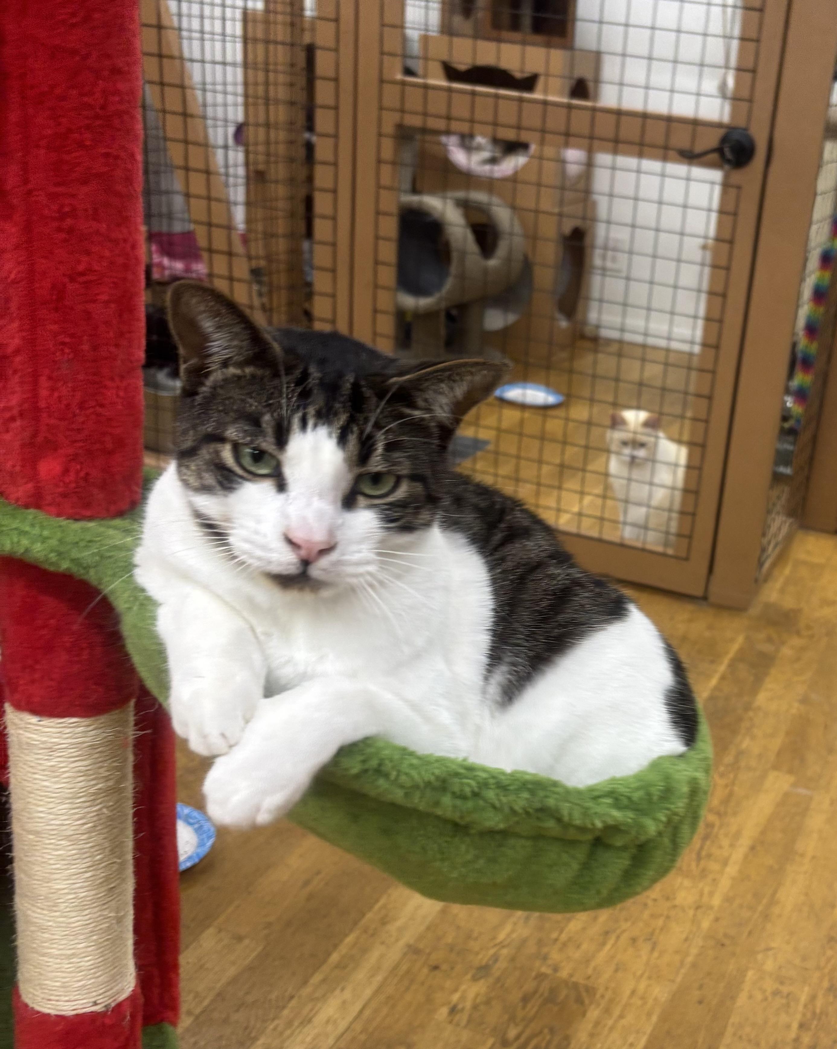 Enlarge Turtle, a Adoptable Domestic Short Hair in Whittier, CA image 1/6