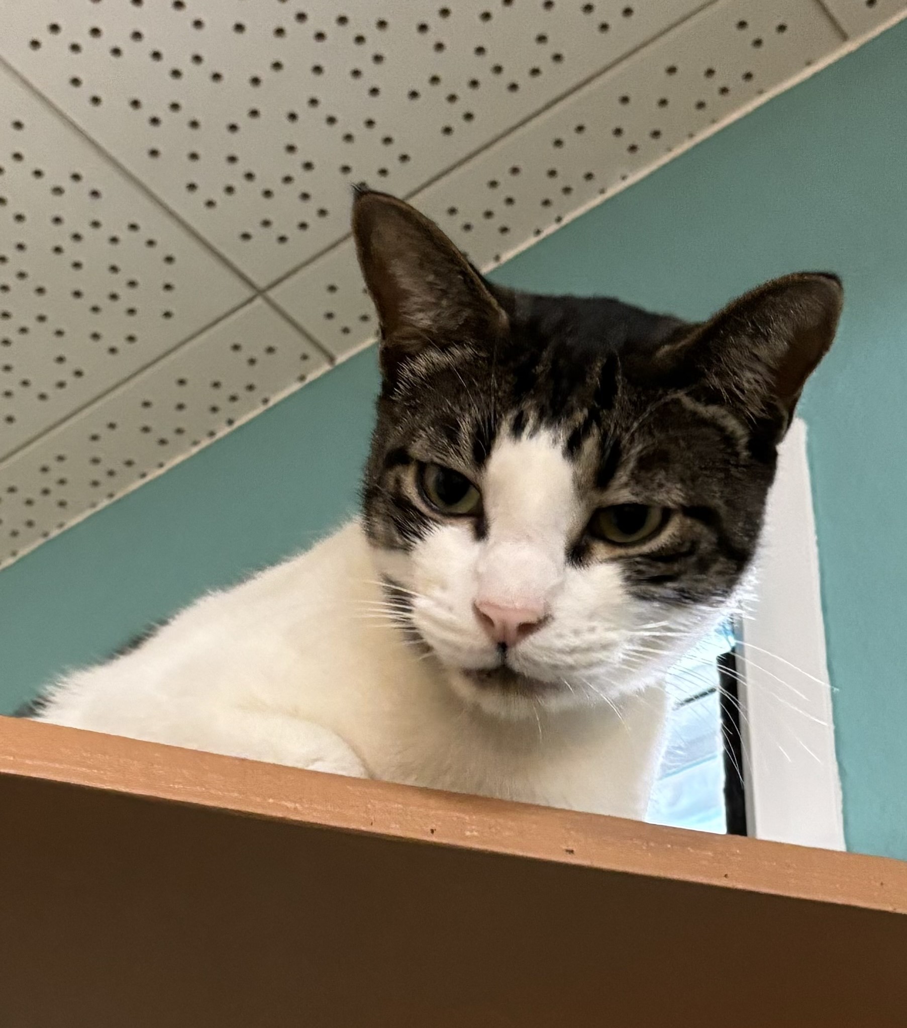 Enlarge Turtle, a Adoptable Domestic Short Hair in Whittier, CA image 3/6