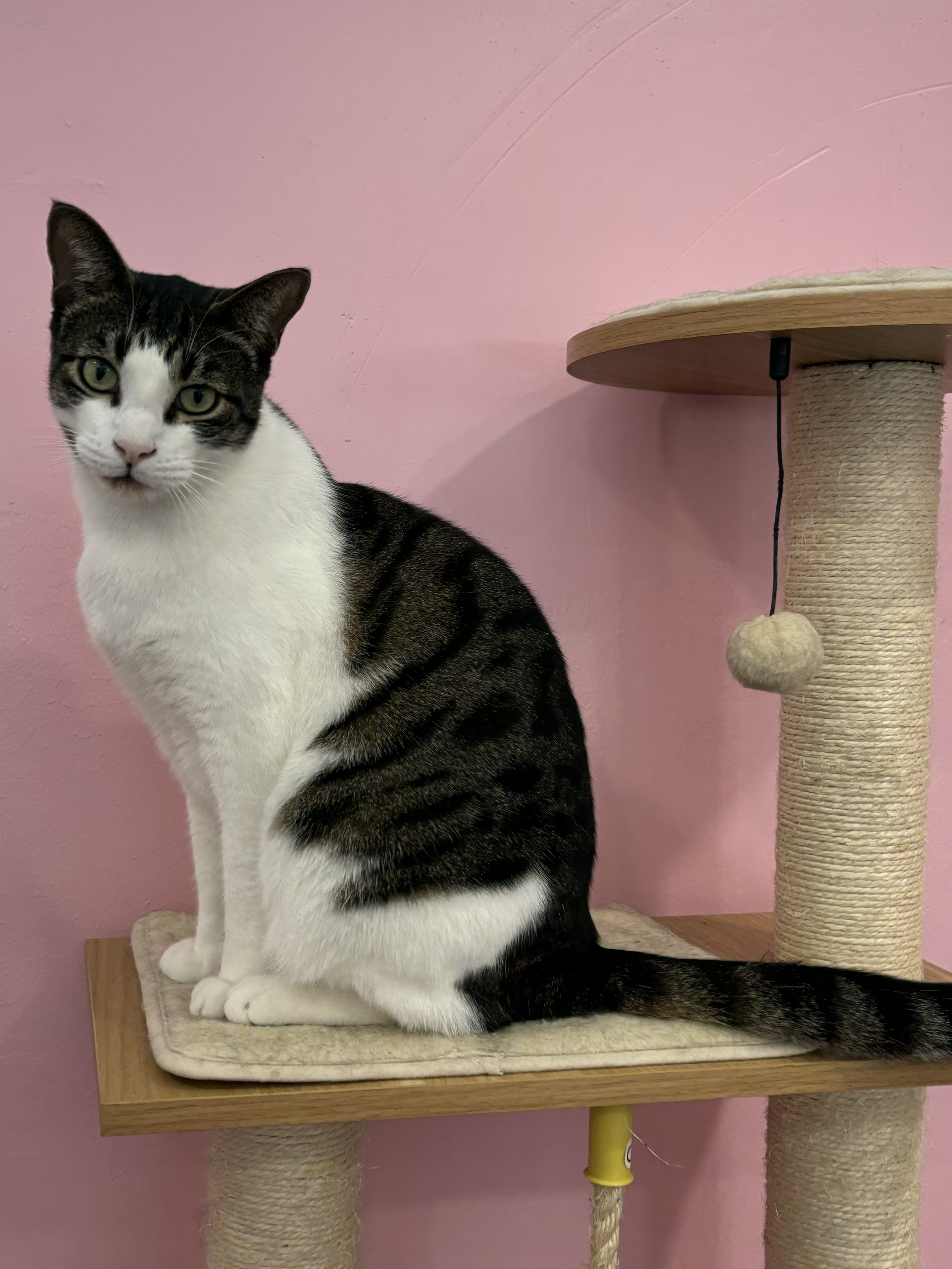 Enlarge Turtle, a Adoptable Domestic Short Hair in Whittier, CA image 5/6