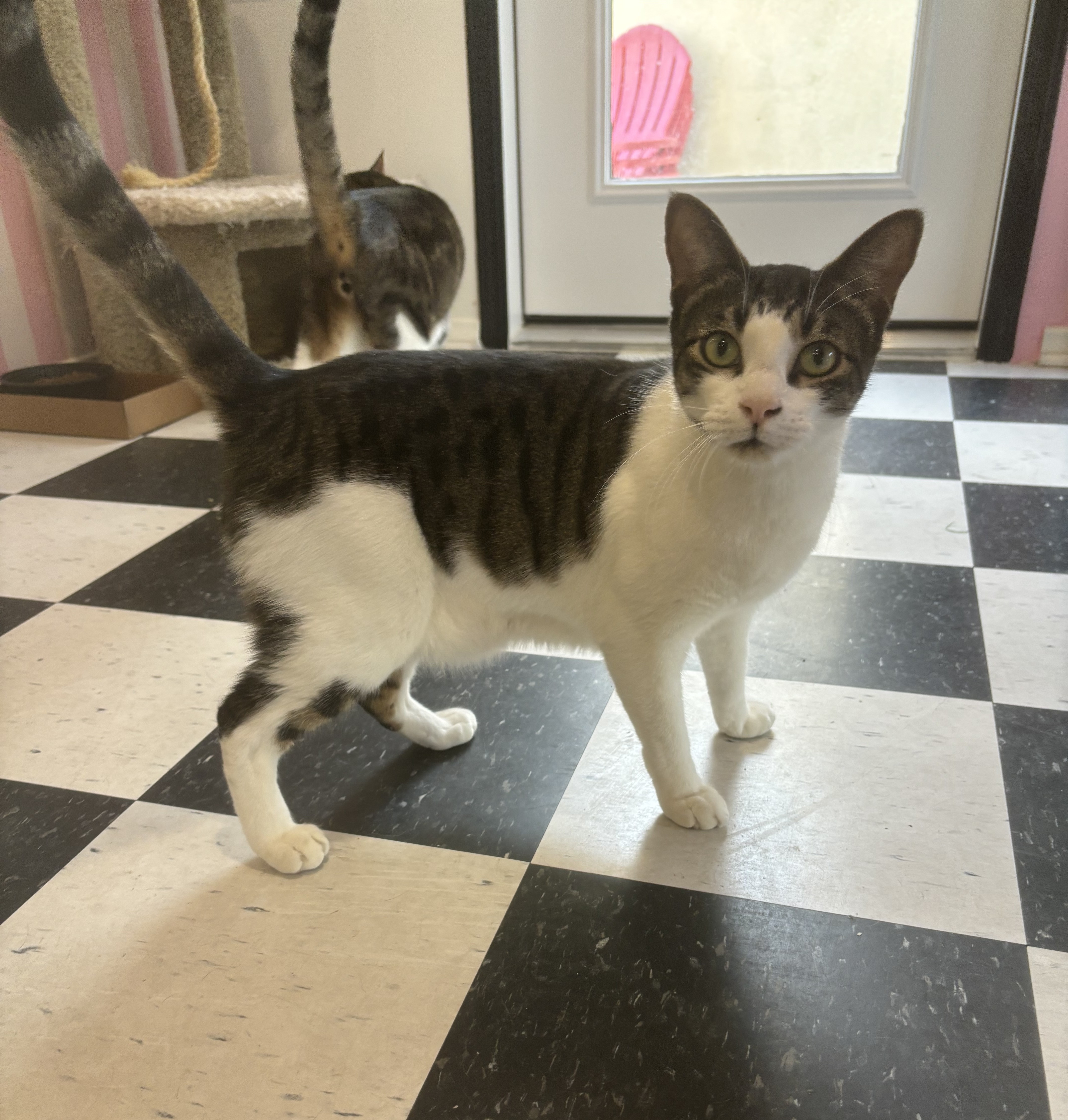 Enlarge Turtle, a Adoptable Domestic Short Hair in Whittier, CA image 6/6