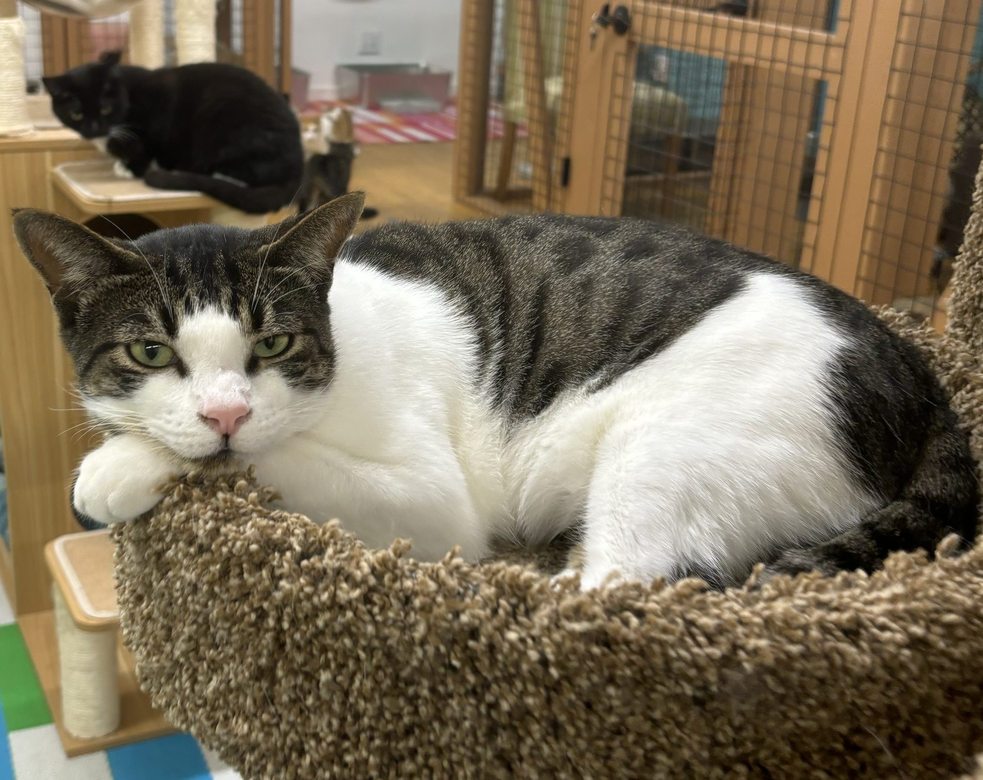 Enlarge Turtle, a Adoptable Domestic Short Hair in Whittier, CA image 4/6