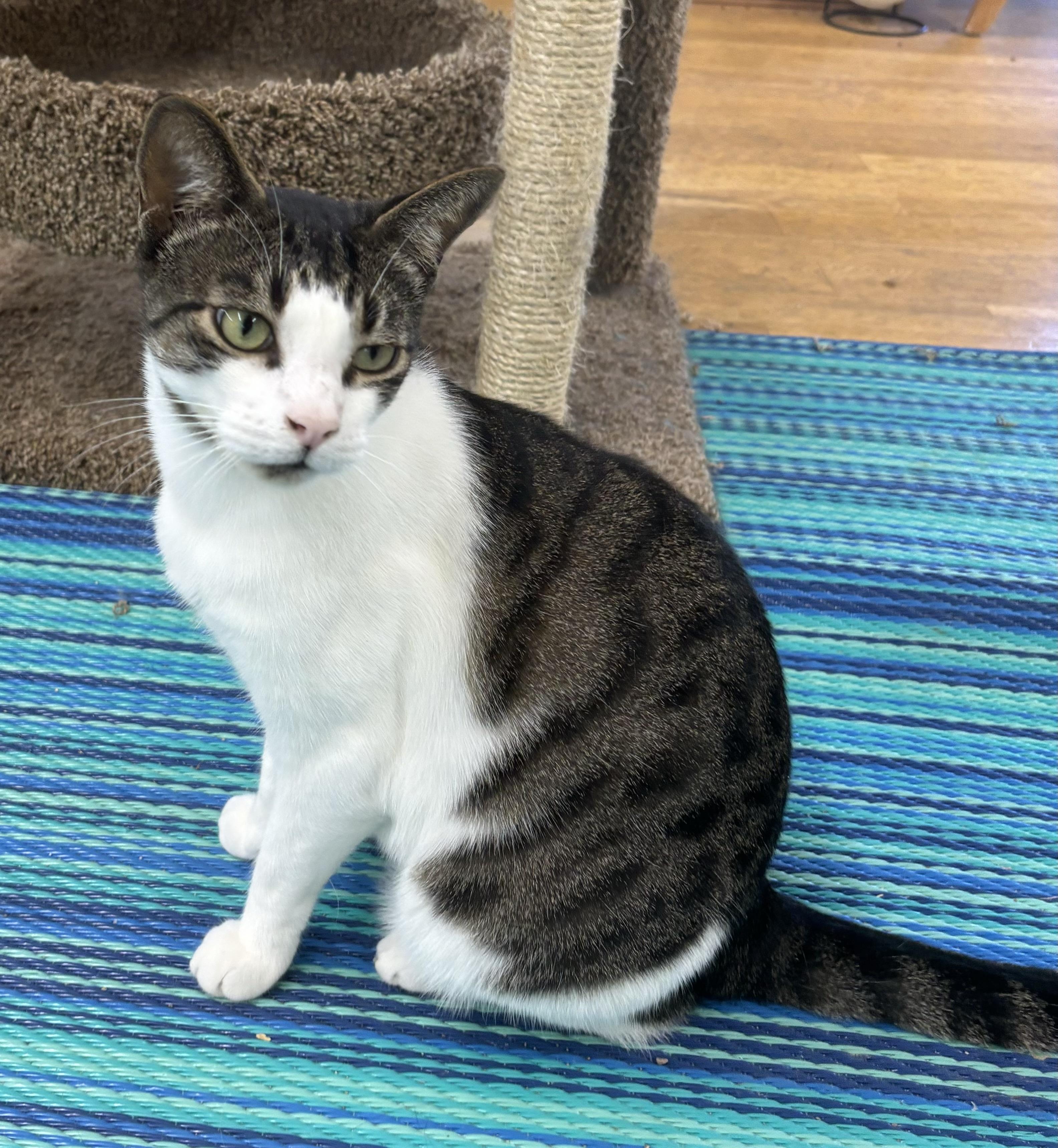 Enlarge Turtle, a Adoptable Domestic Short Hair in Whittier, CA image 2/6