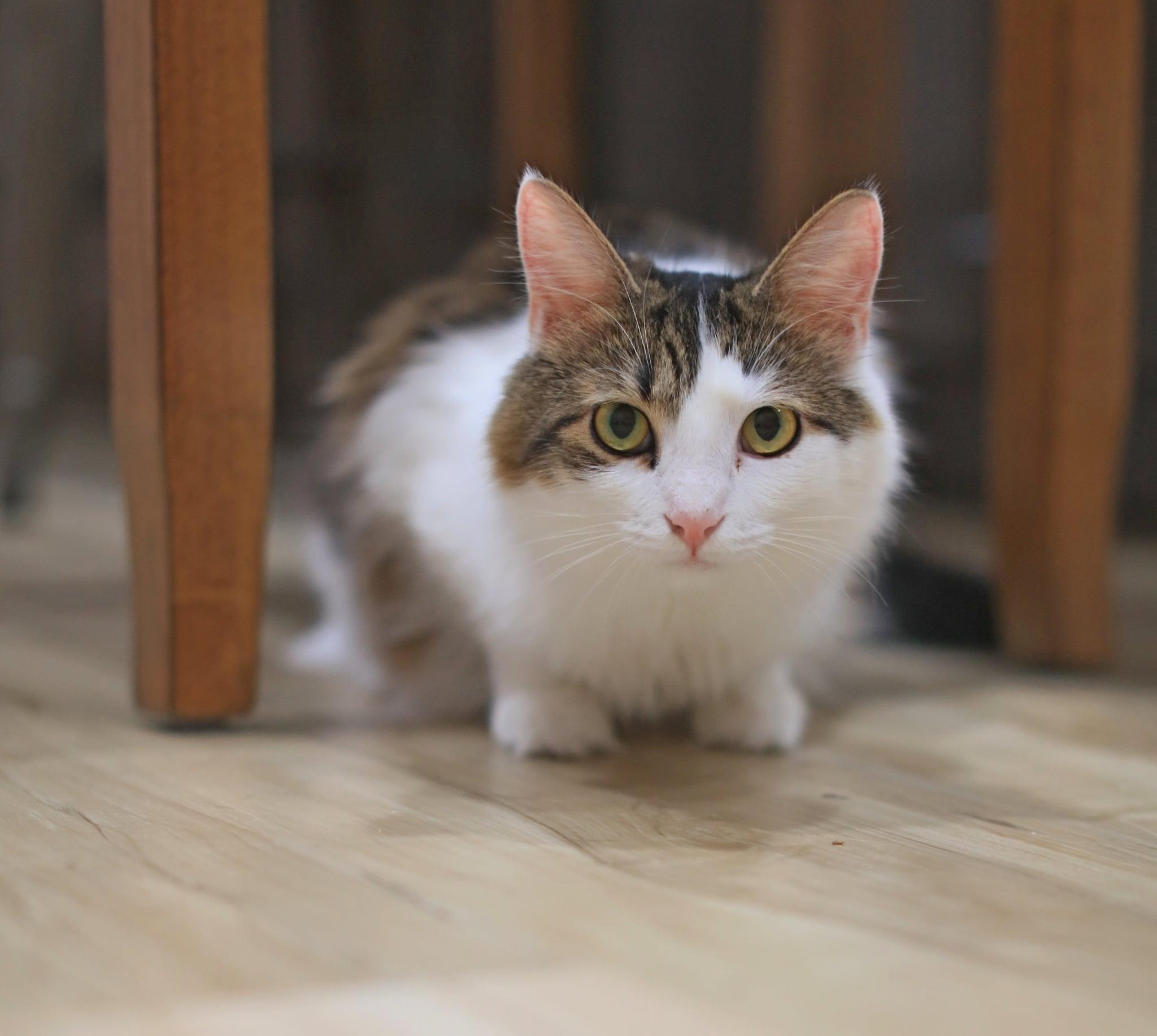 Enlarge Caterpillar, a Adoptable Domestic Medium Hair in Pasco, WA image 1/5