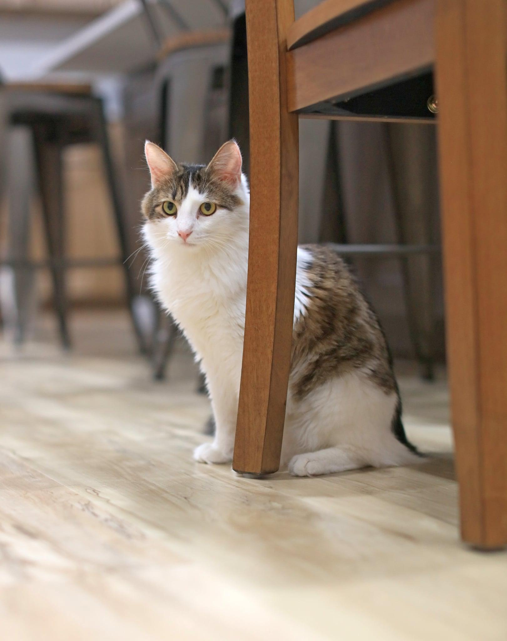 Enlarge Caterpillar, a Adoptable Domestic Medium Hair in Pasco, WA image 2/5
