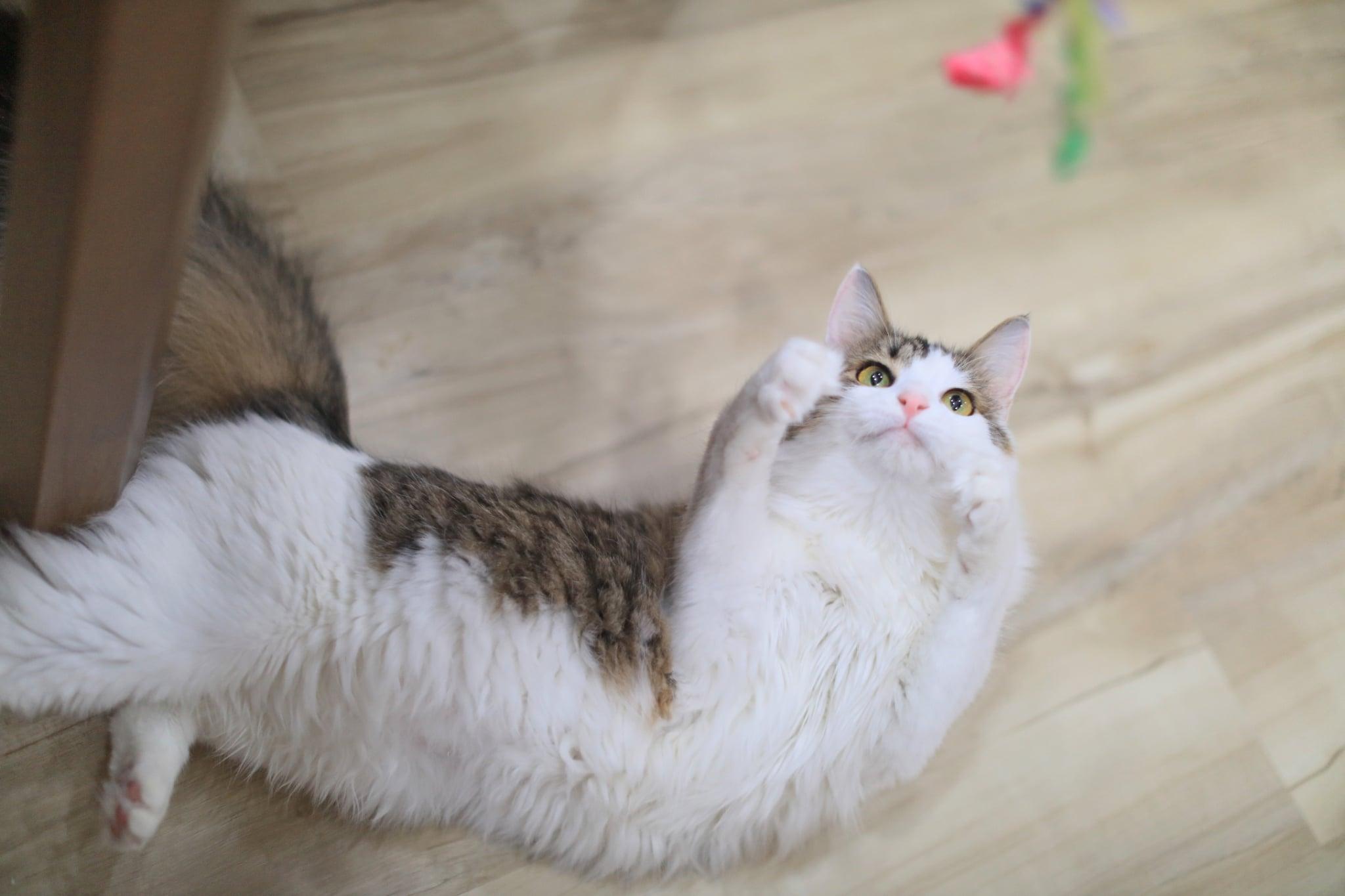 Enlarge Caterpillar, a Adoptable Domestic Medium Hair in Pasco, WA image 3/5