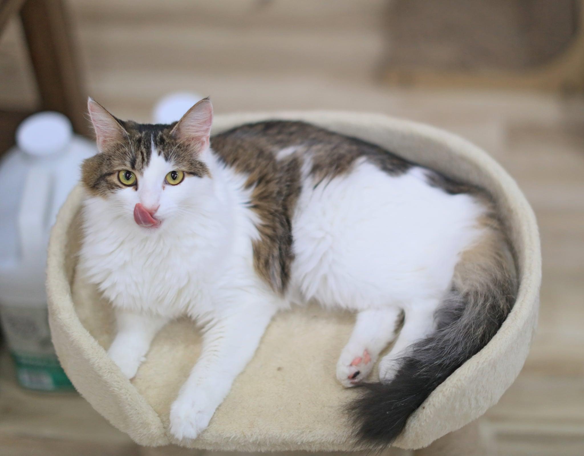 Enlarge Caterpillar, a Adoptable Domestic Medium Hair in Pasco, WA image 4/5