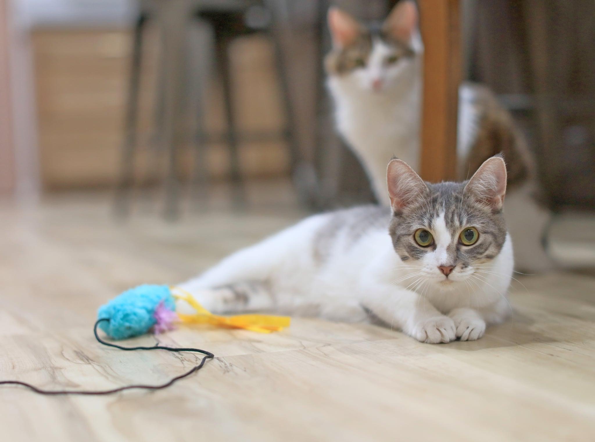 Enlarge Caterpillar, a Adoptable Domestic Medium Hair in Pasco, WA image 5/5