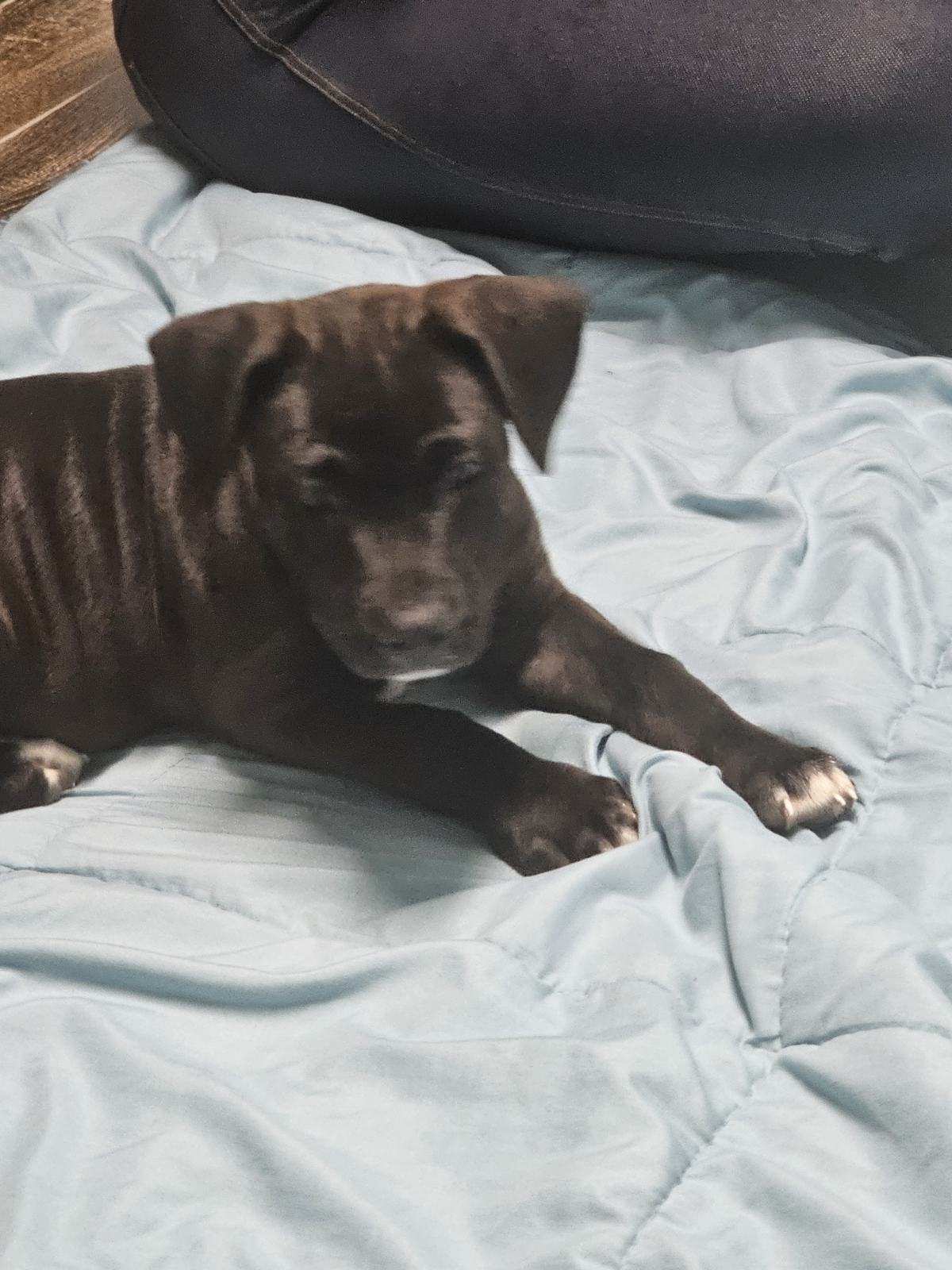 Enlarge Savanna, a Adopted mixed breed in Hearne, TX image 1/2