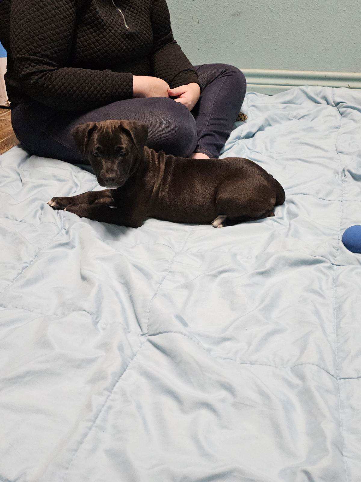 Enlarge Savanna, a Adopted mixed breed in Hearne, TX image 2/2