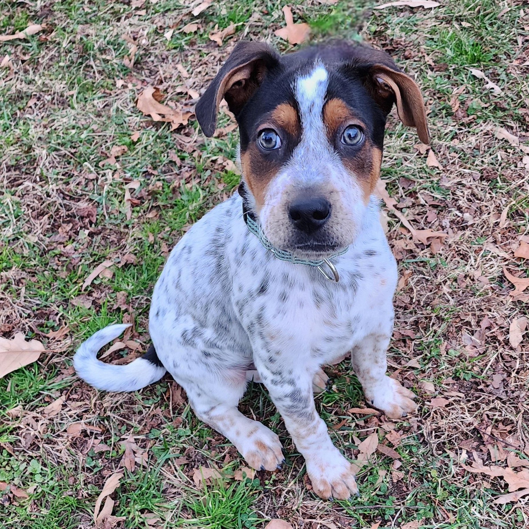 Zag, Adoptable, Young Male Mixed Breed.