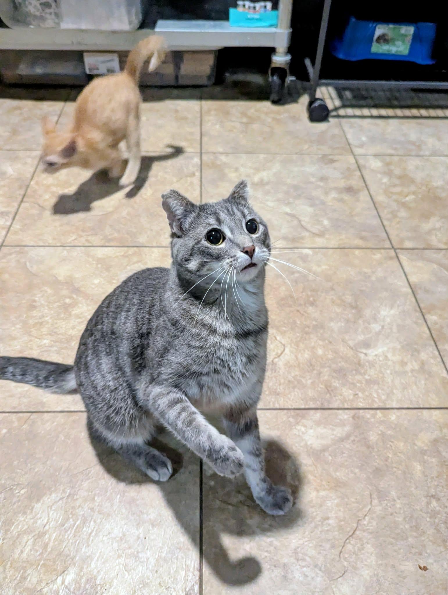 Enlarge Pookie, a Adoptable Domestic Short Hair in Little Falls, MN image 2/5