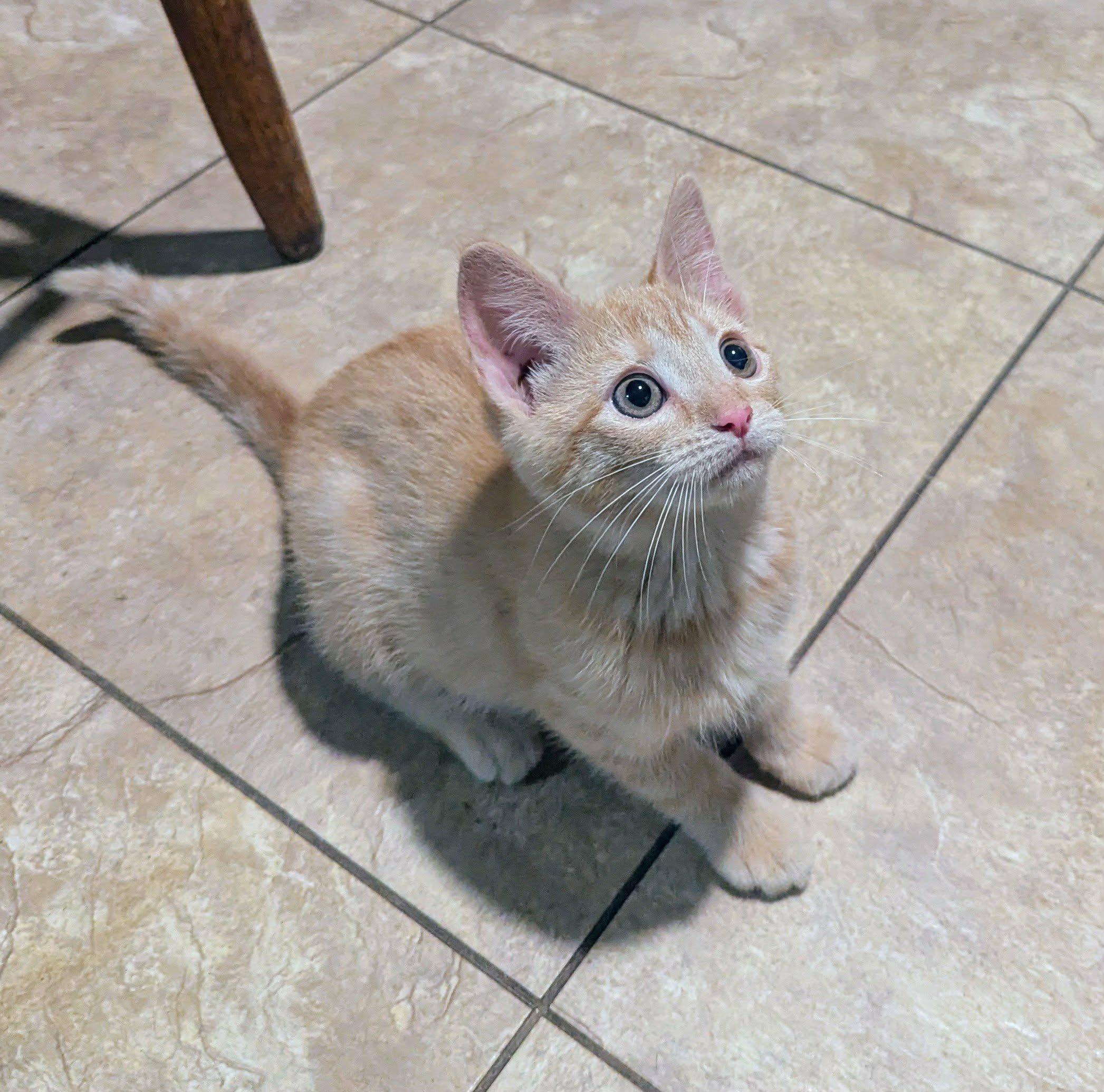 Enlarge Pookie, a Adoptable Domestic Short Hair in Little Falls, MN image 3/5