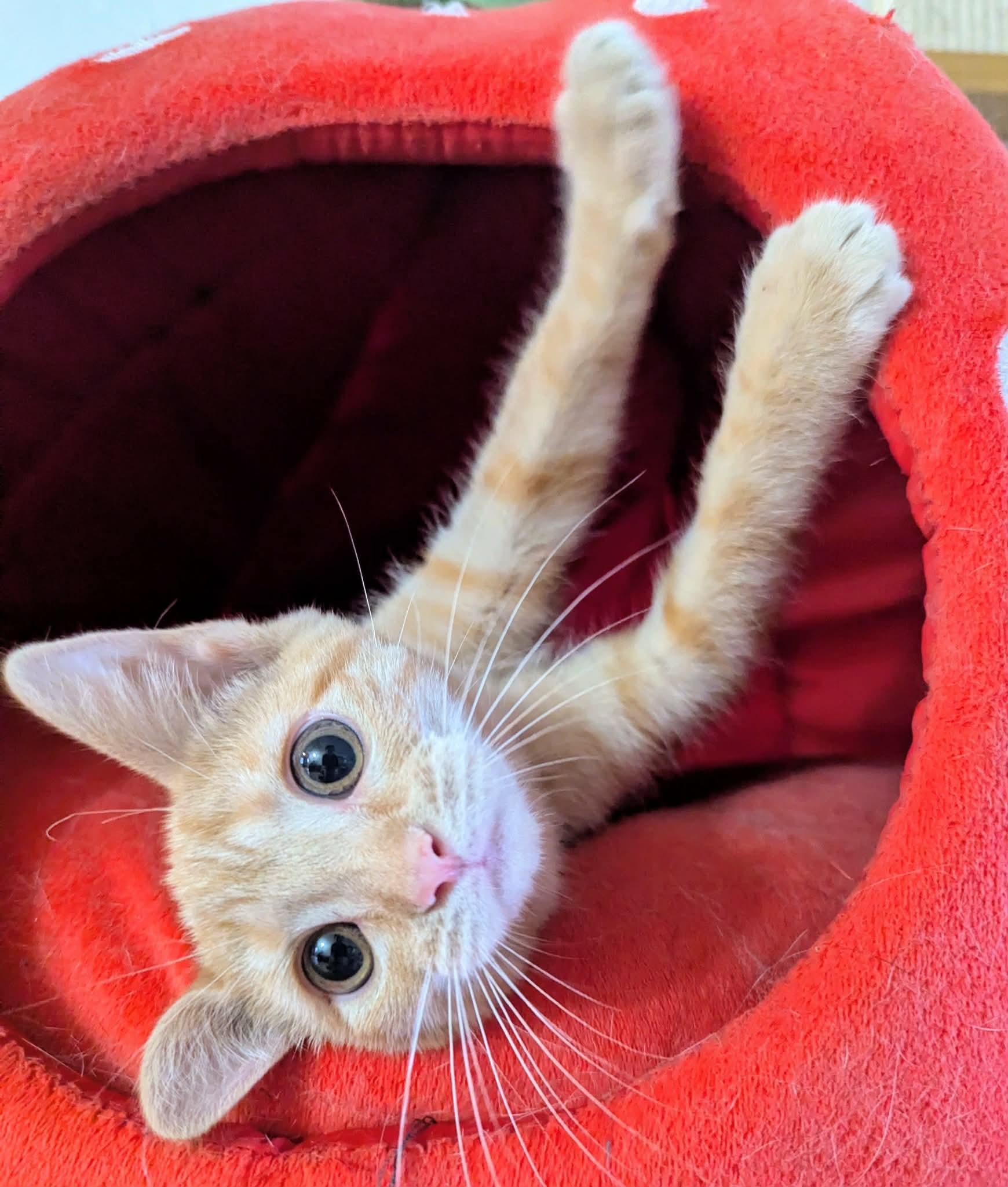 Pookie, Adoptable, Kitten Female Domestic Short Hair.