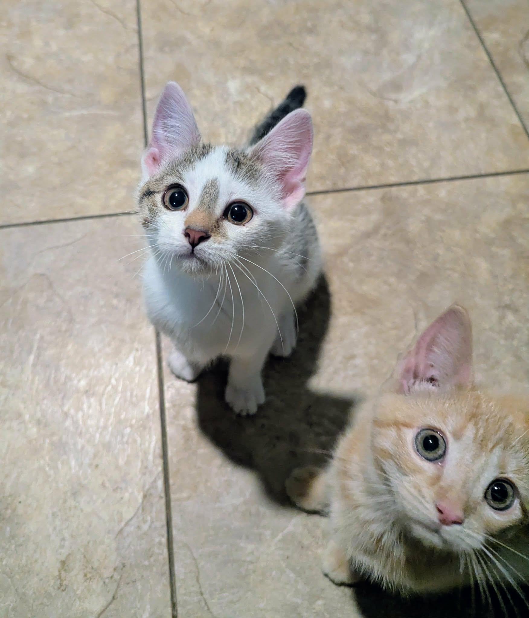 Enlarge Pookie, a Adoptable Domestic Short Hair in Little Falls, MN image 5/5