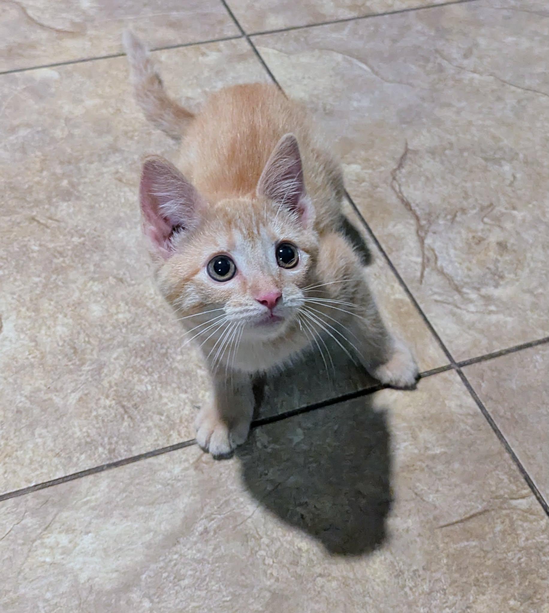 Enlarge Pookie, a Adoptable Domestic Short Hair in Little Falls, MN image 1/5