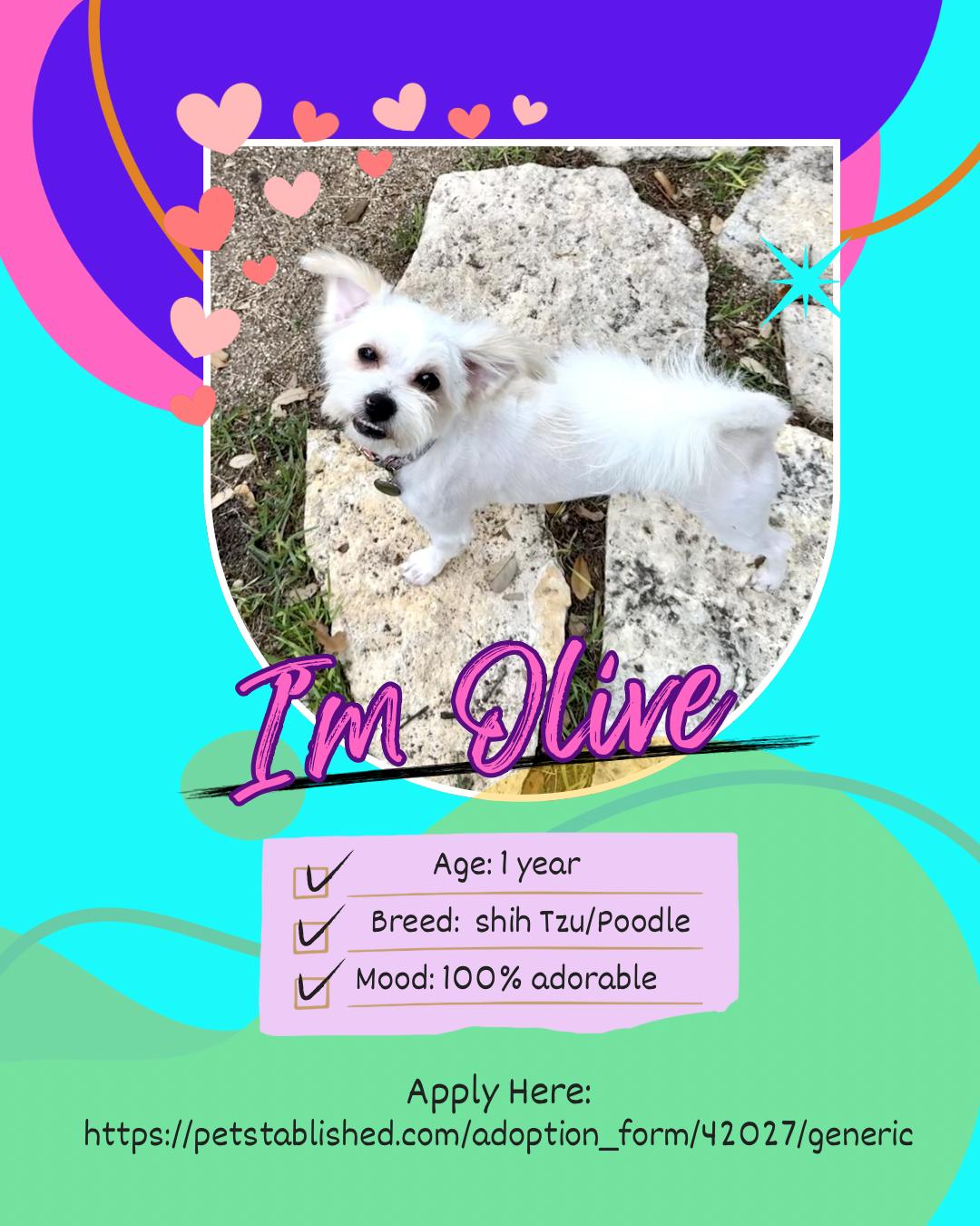Enlarge Olive the little ShiPoo, a Adoptable mixed breed in Lockhart, TX image 3/6