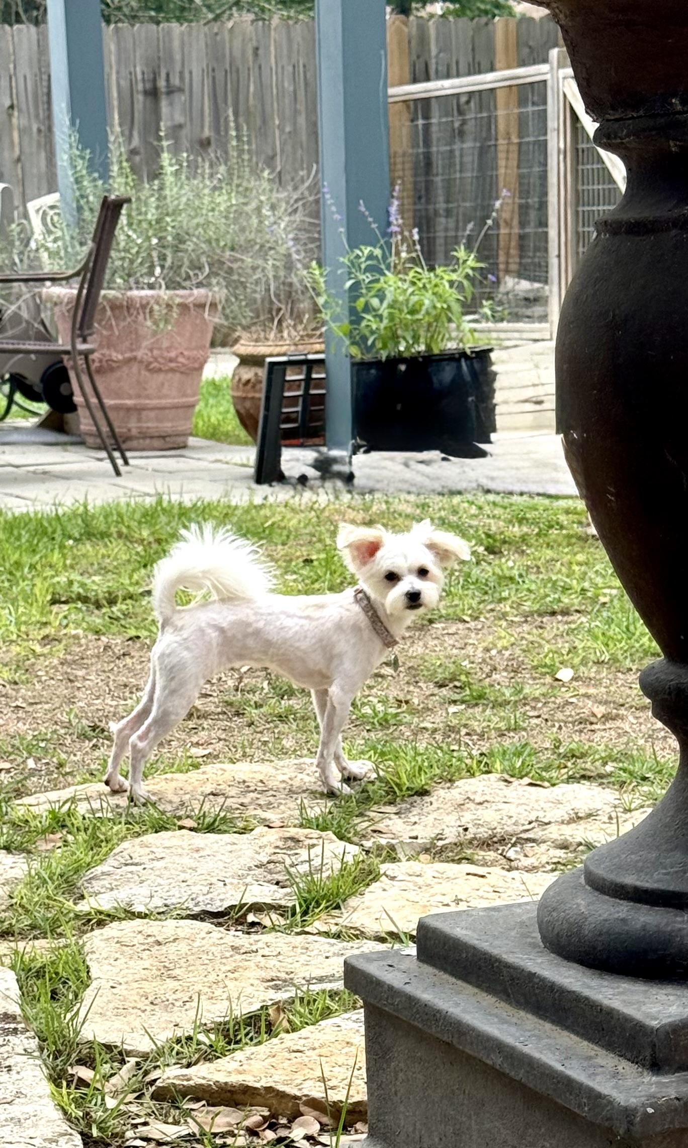 Enlarge Olive the little ShiPoo, a Adoptable mixed breed in Lockhart, TX image 4/6