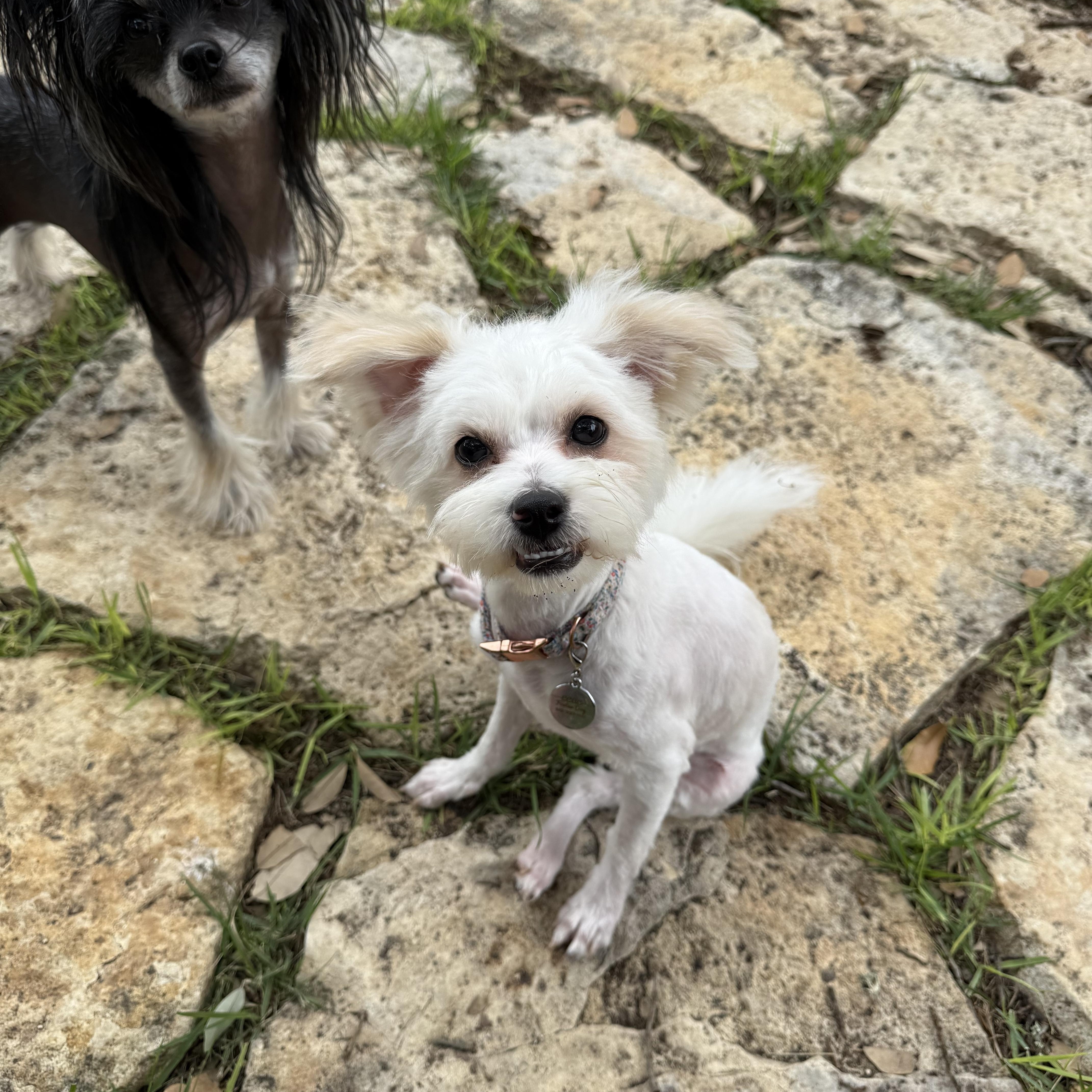 Enlarge Olive the little ShiPoo, a Adoptable mixed breed in Lockhart, TX image 1/6