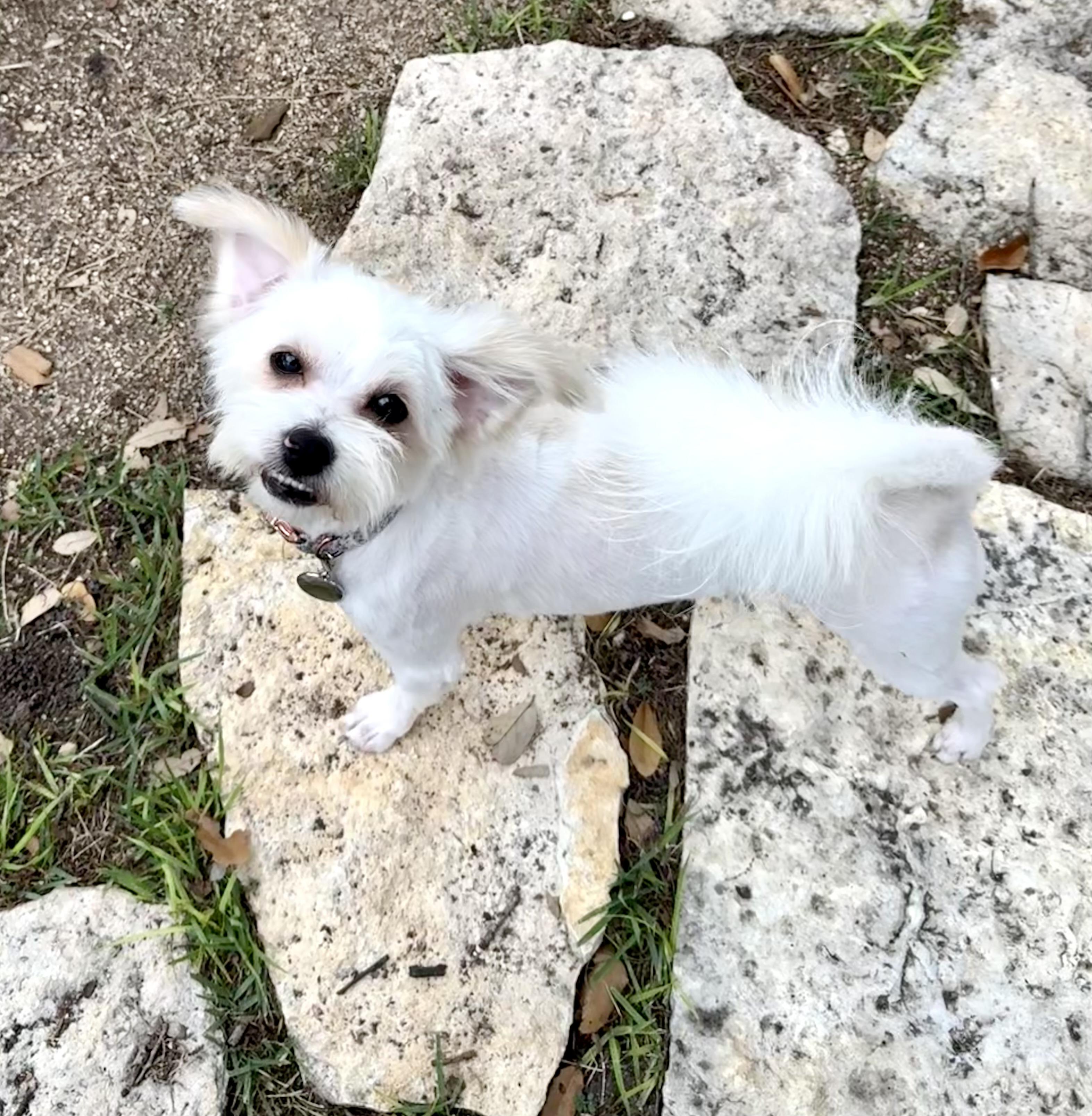Enlarge Olive the little ShiPoo, a Adoptable mixed breed in Lockhart, TX image 5/6