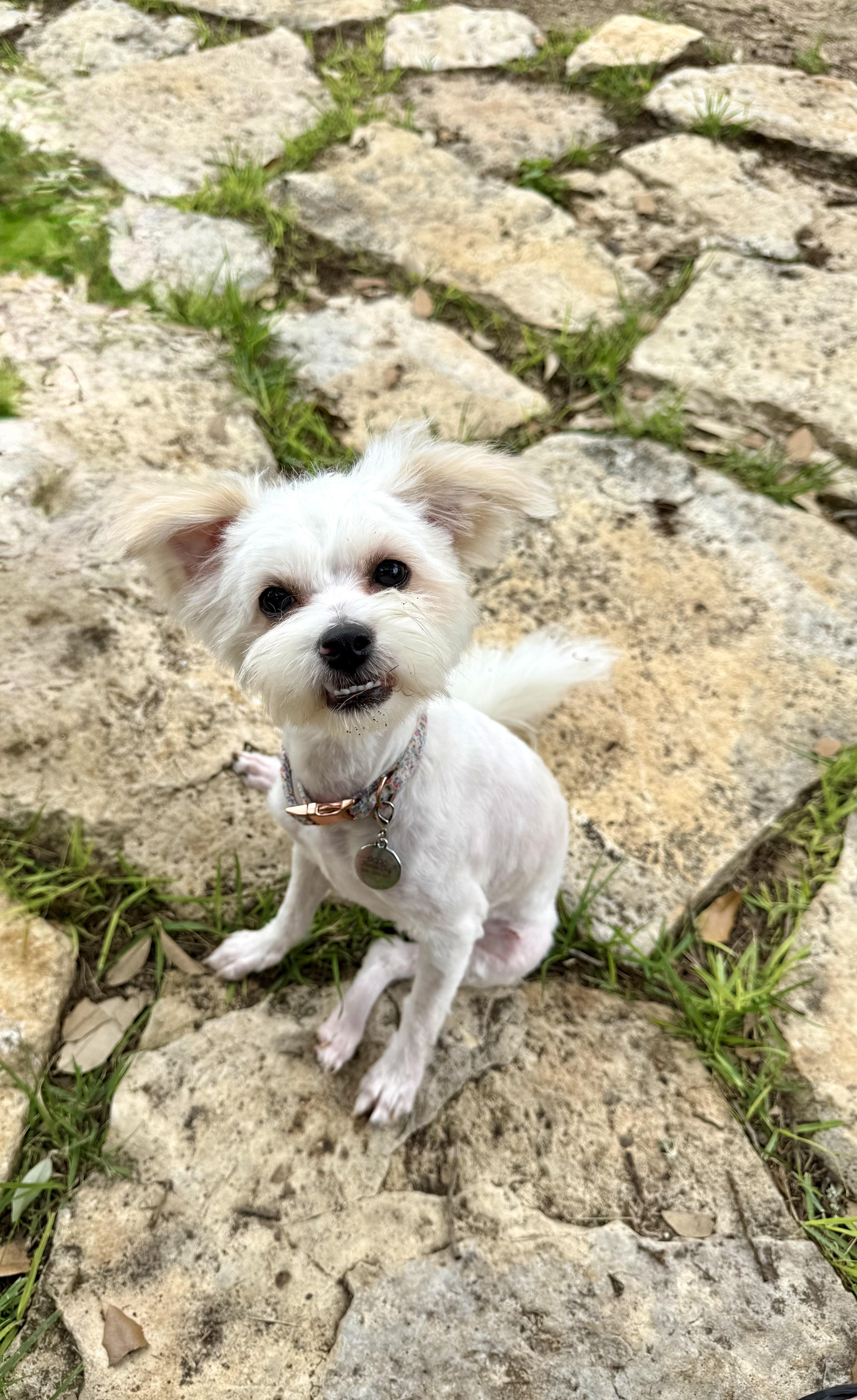 Enlarge Olive the little ShiPoo, a Adoptable mixed breed in Lockhart, TX image 2/6