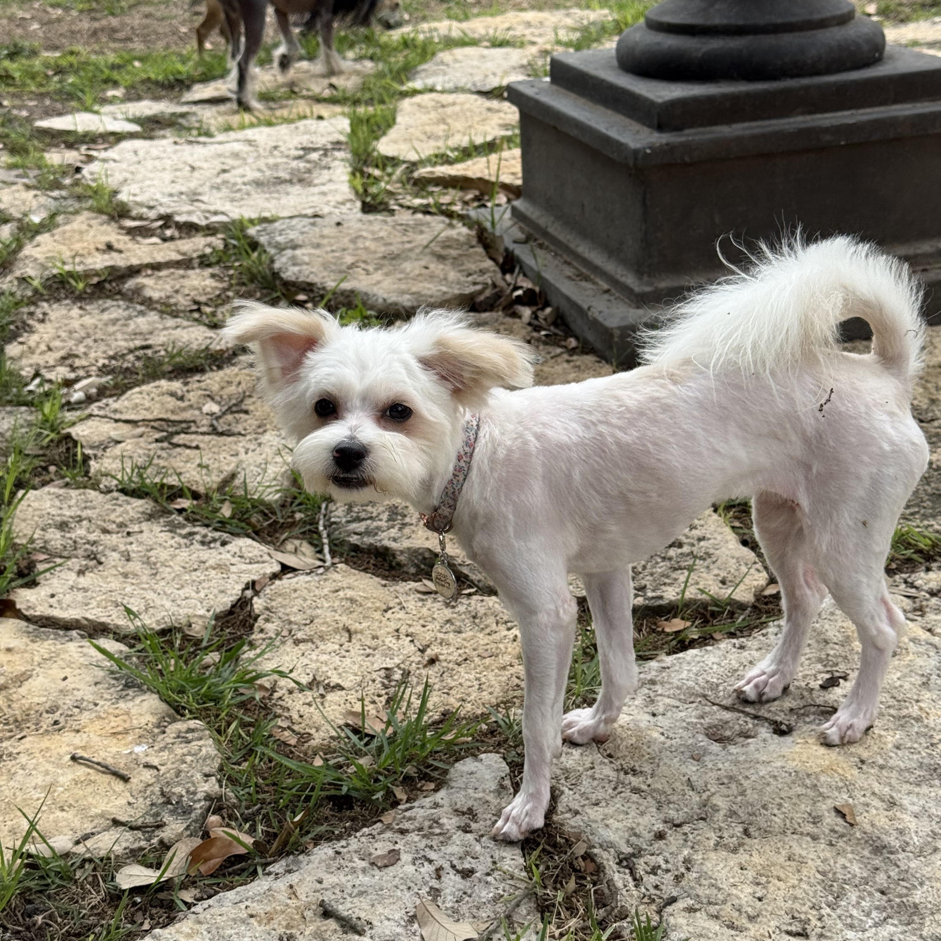 Enlarge Olive the little ShiPoo, a Adoptable mixed breed in Lockhart, TX image 6/6