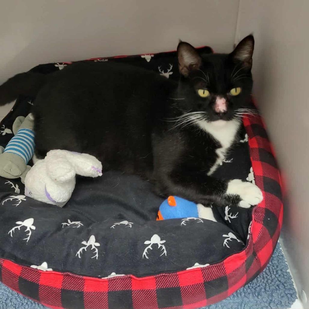 Kal, Adoptable, Senior Male Domestic Short Hair.