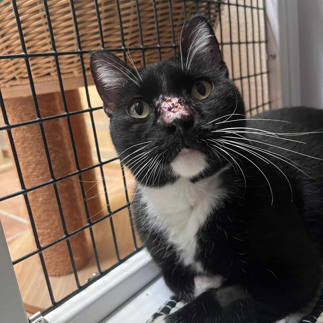 Enlarge Kal, a Adoptable Domestic Short Hair in Las Cruces, NM image 1/6