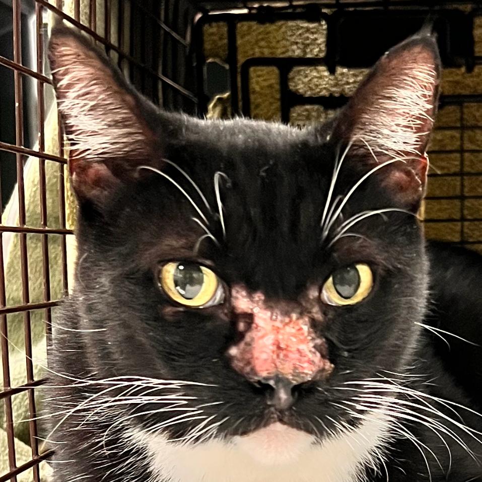 Enlarge Kal, a Adoptable Domestic Short Hair in Las Cruces, NM image 3/6