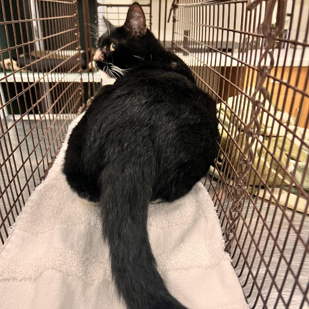 Enlarge Kal, a Adoptable Domestic Short Hair in Las Cruces, NM image 5/6