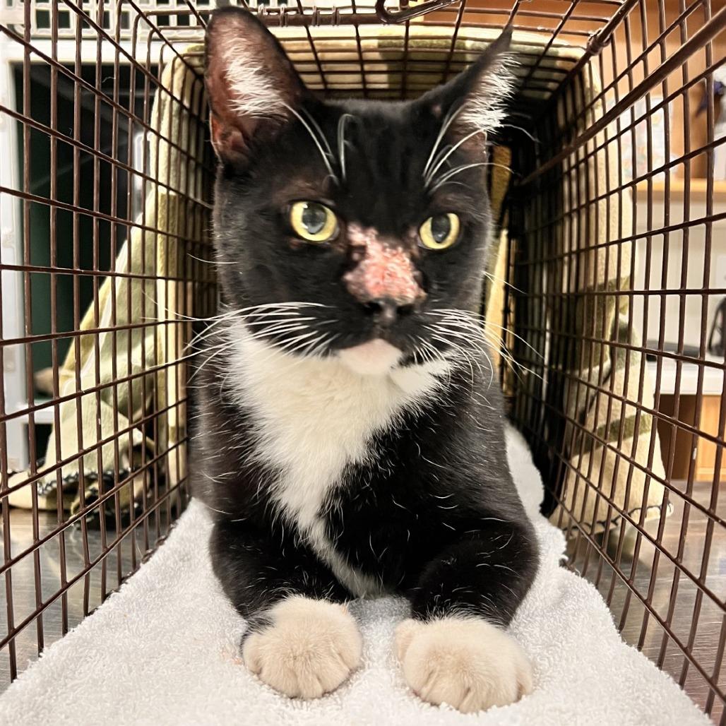 Enlarge Kal, a Adoptable Domestic Short Hair in Las Cruces, NM image 6/6