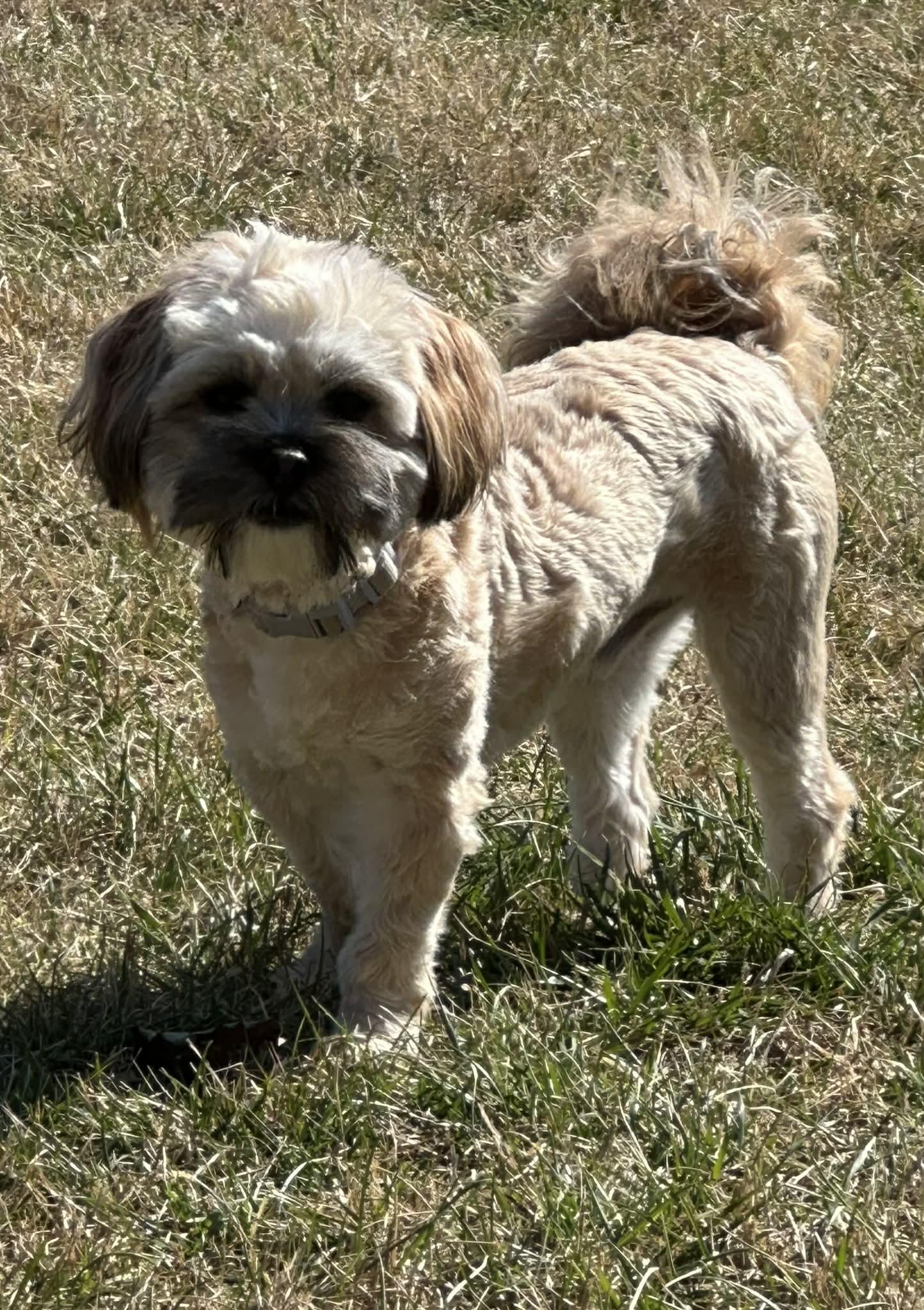 Chewy, a ADOPTABLE Shih poo in Antioch, TN image 5/5