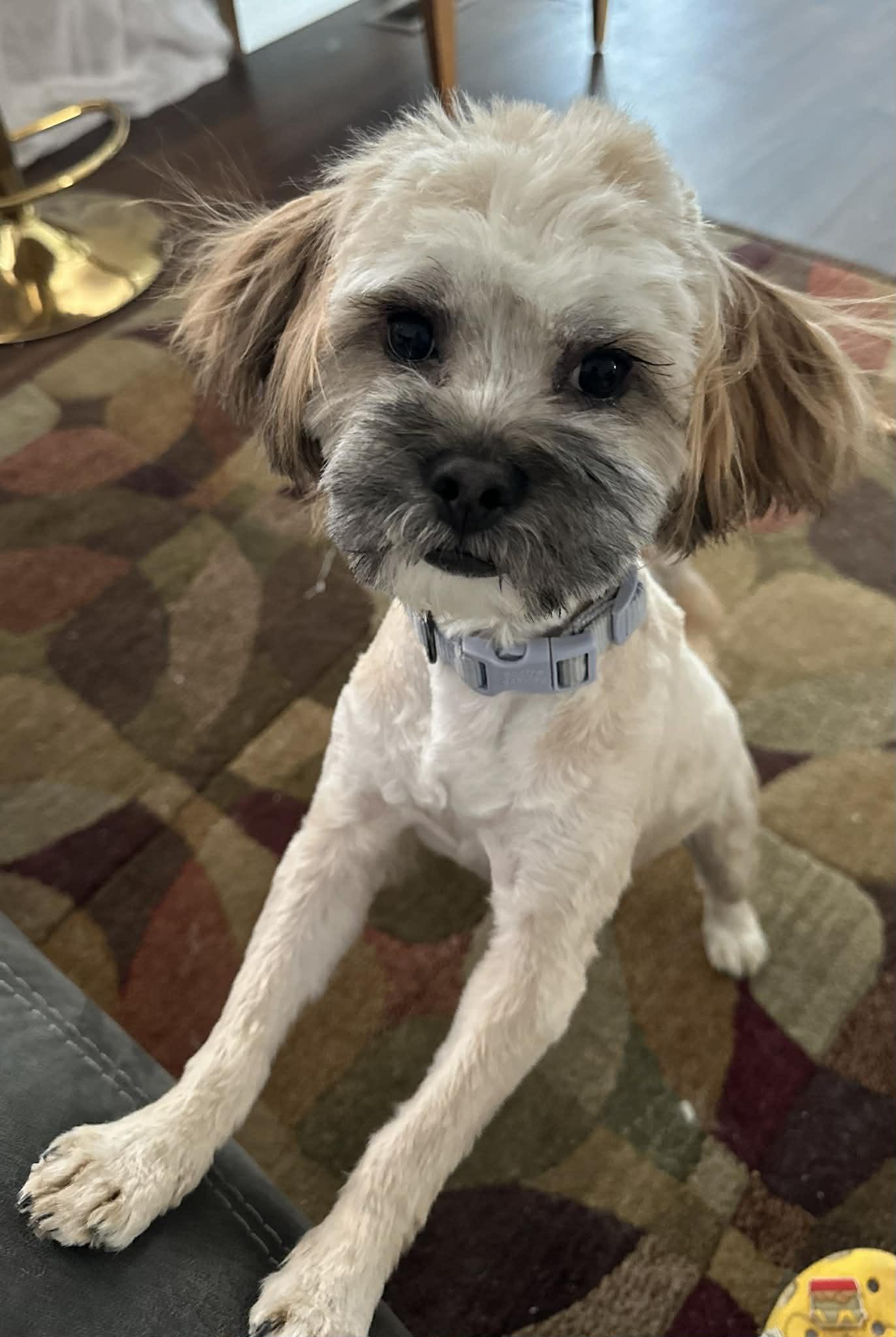 Chewy, a ADOPTABLE Shih poo in Antioch, TN image 4/5