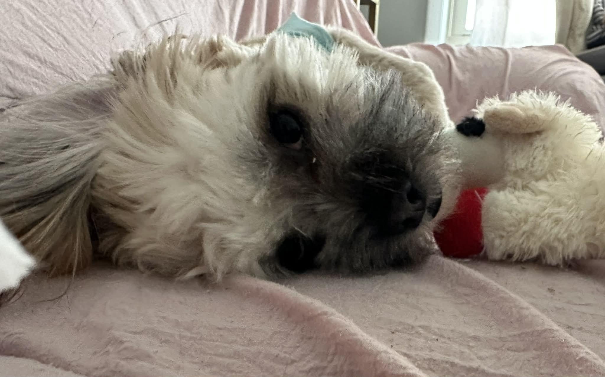 Chewy, a ADOPTABLE Shih poo in Antioch, TN image 3/5