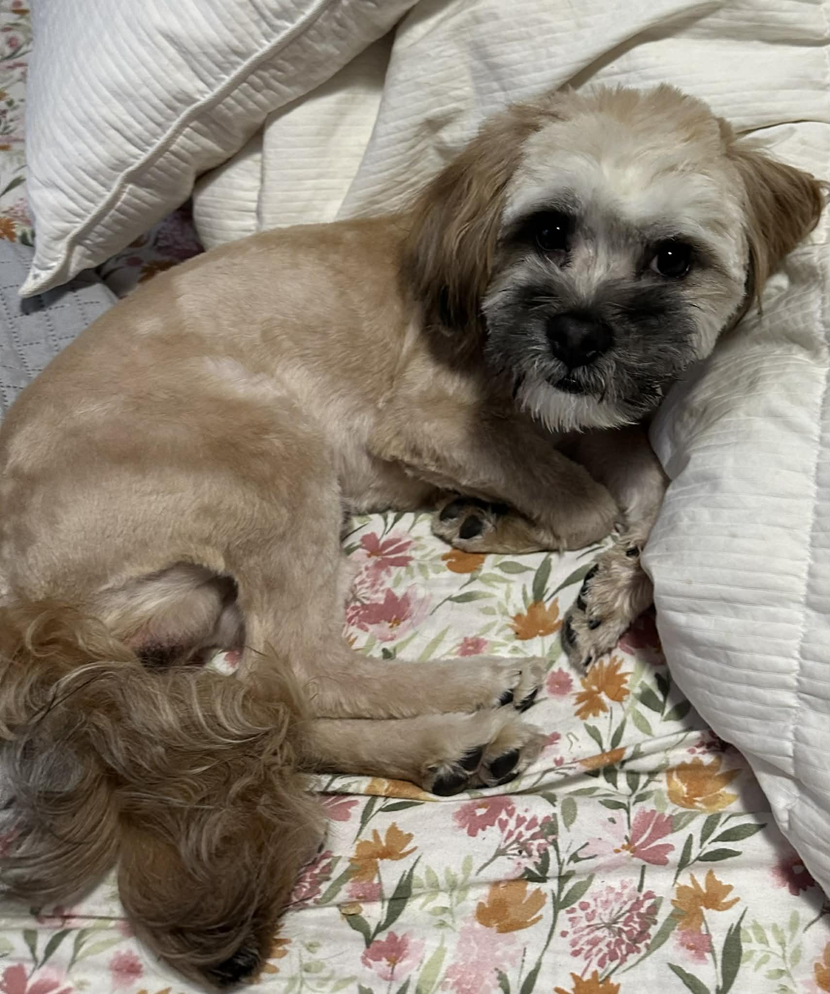 Chewy, a ADOPTABLE Shih poo in Antioch, TN image 2/5