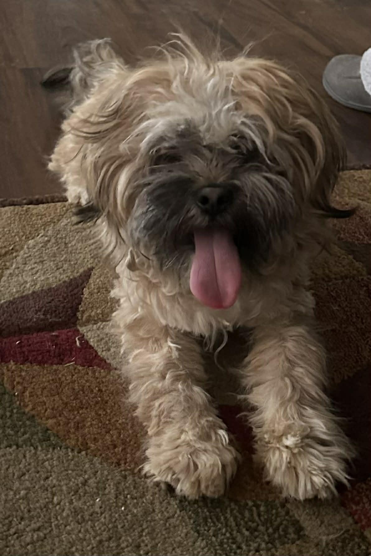 Chewy, ADOPTABLE, Adult Male Shih poo.