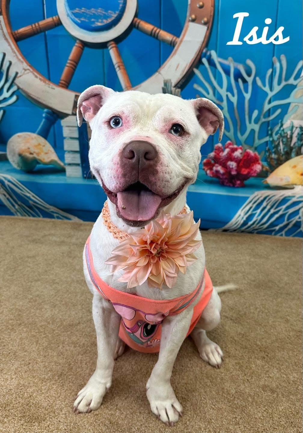 Isis, Adult Female Mixed Breed