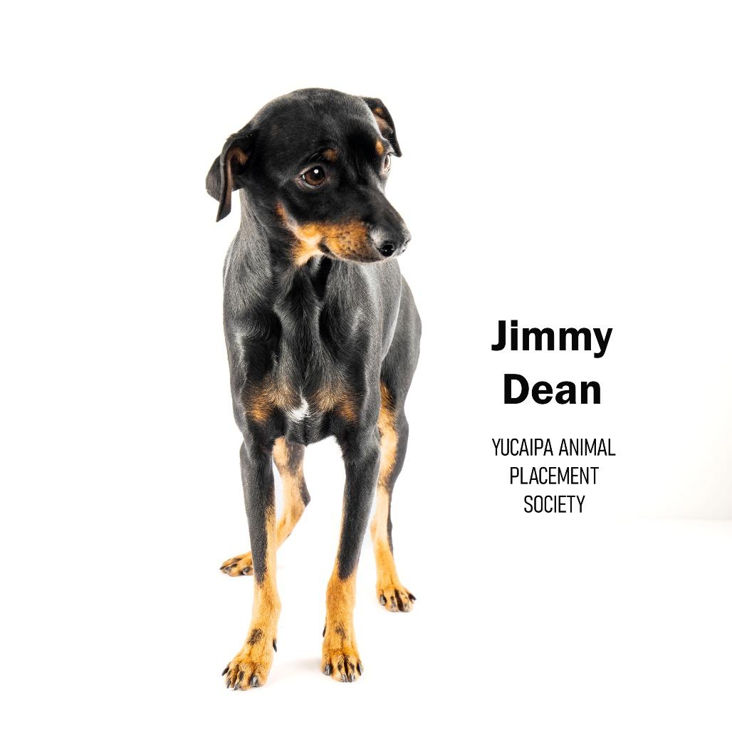 Jimmy Dean, a Adoptable Miniature Pinscher in Yucaipa, CA image 1/3