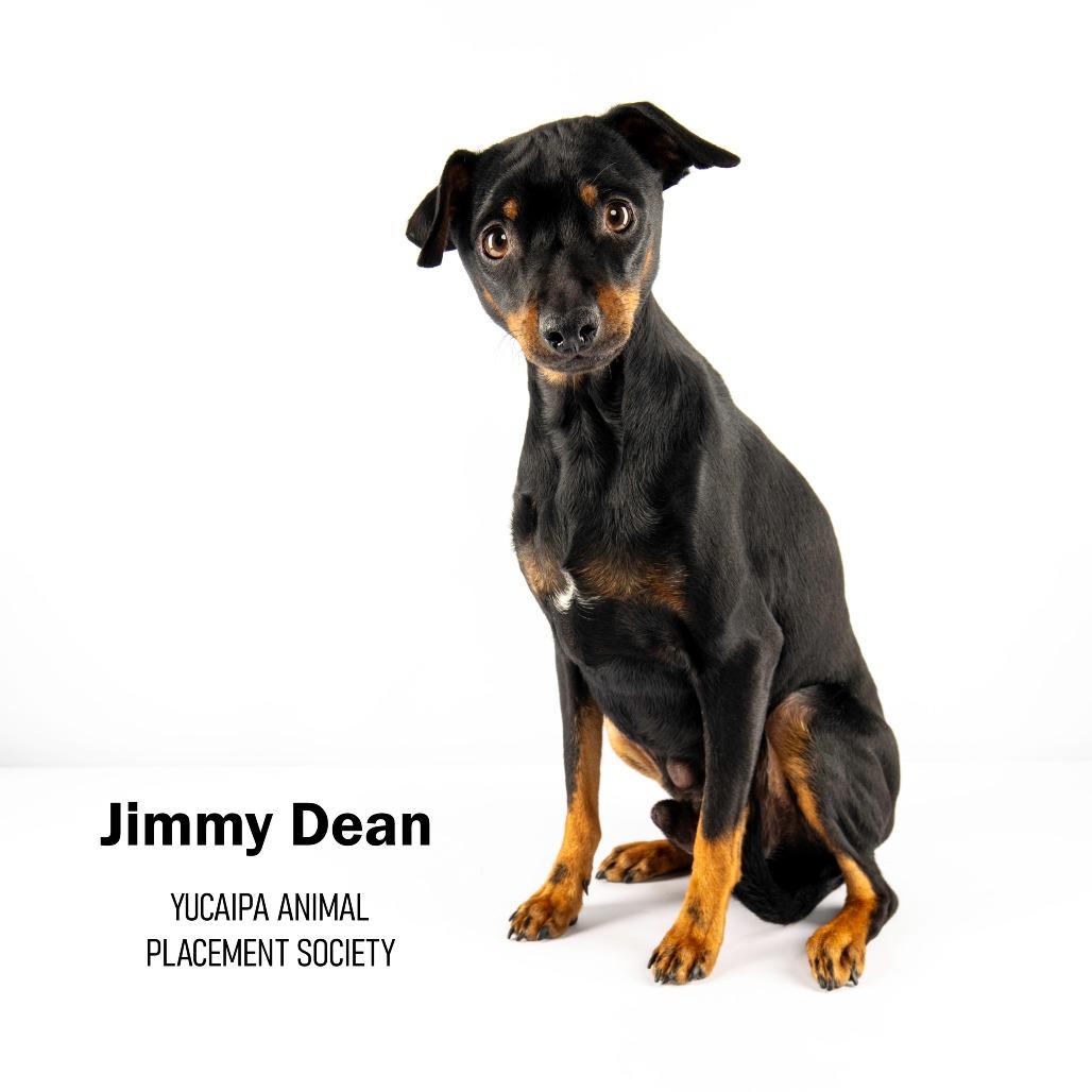 Jimmy Dean, a Adoptable Miniature Pinscher in Yucaipa, CA image 2/3