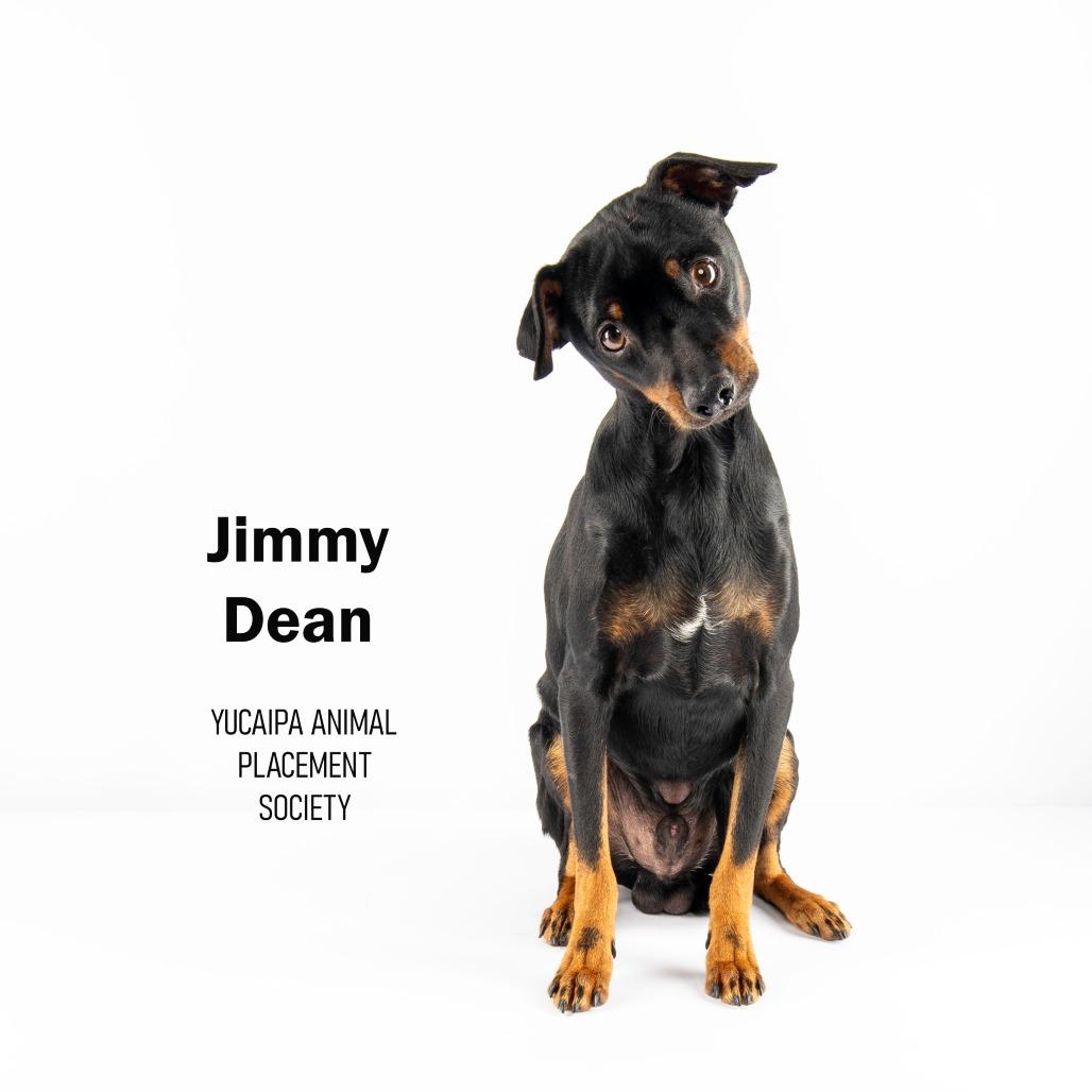 Jimmy Dean, a Adoptable Miniature Pinscher in Yucaipa, CA image 3/3
