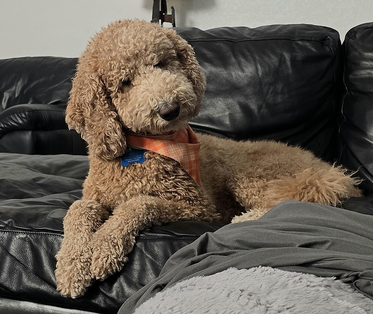 Enlarge Titan Doodle, a ADOPTABLE Goldendoodle in Scottsdale, AZ image 5/5