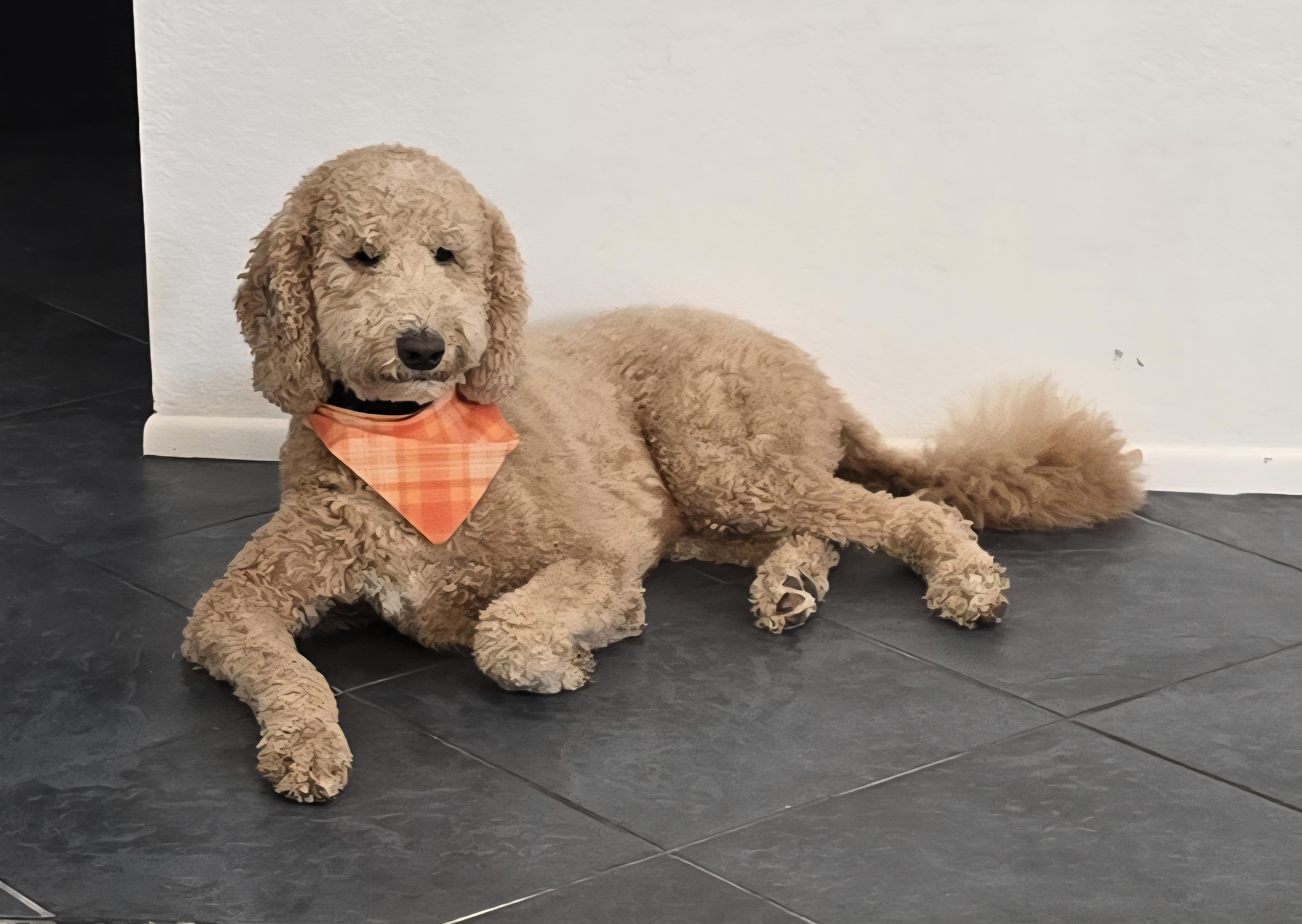 Enlarge Titan Doodle, a ADOPTABLE Goldendoodle in Scottsdale, AZ image 3/5