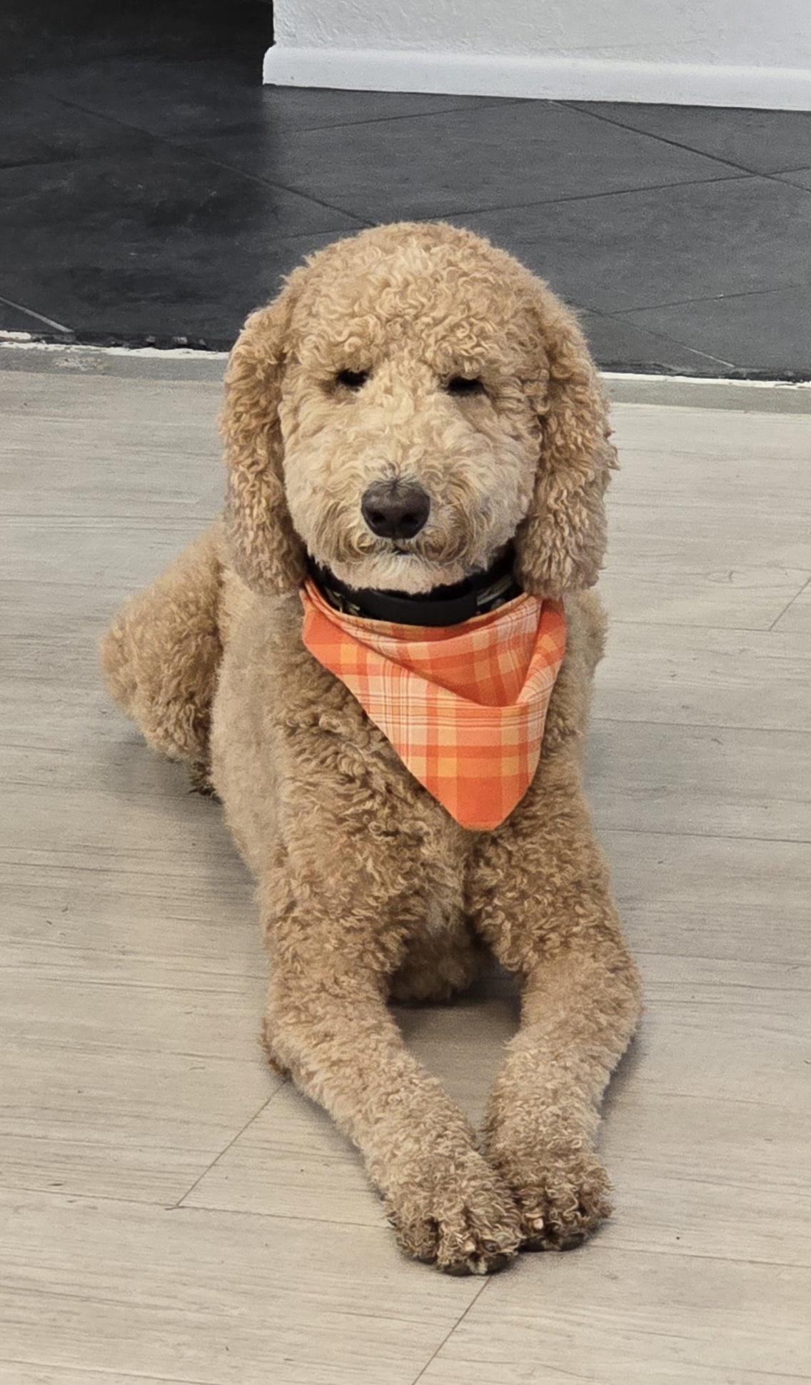 Enlarge Titan Doodle, a ADOPTABLE Goldendoodle in Scottsdale, AZ image 2/5