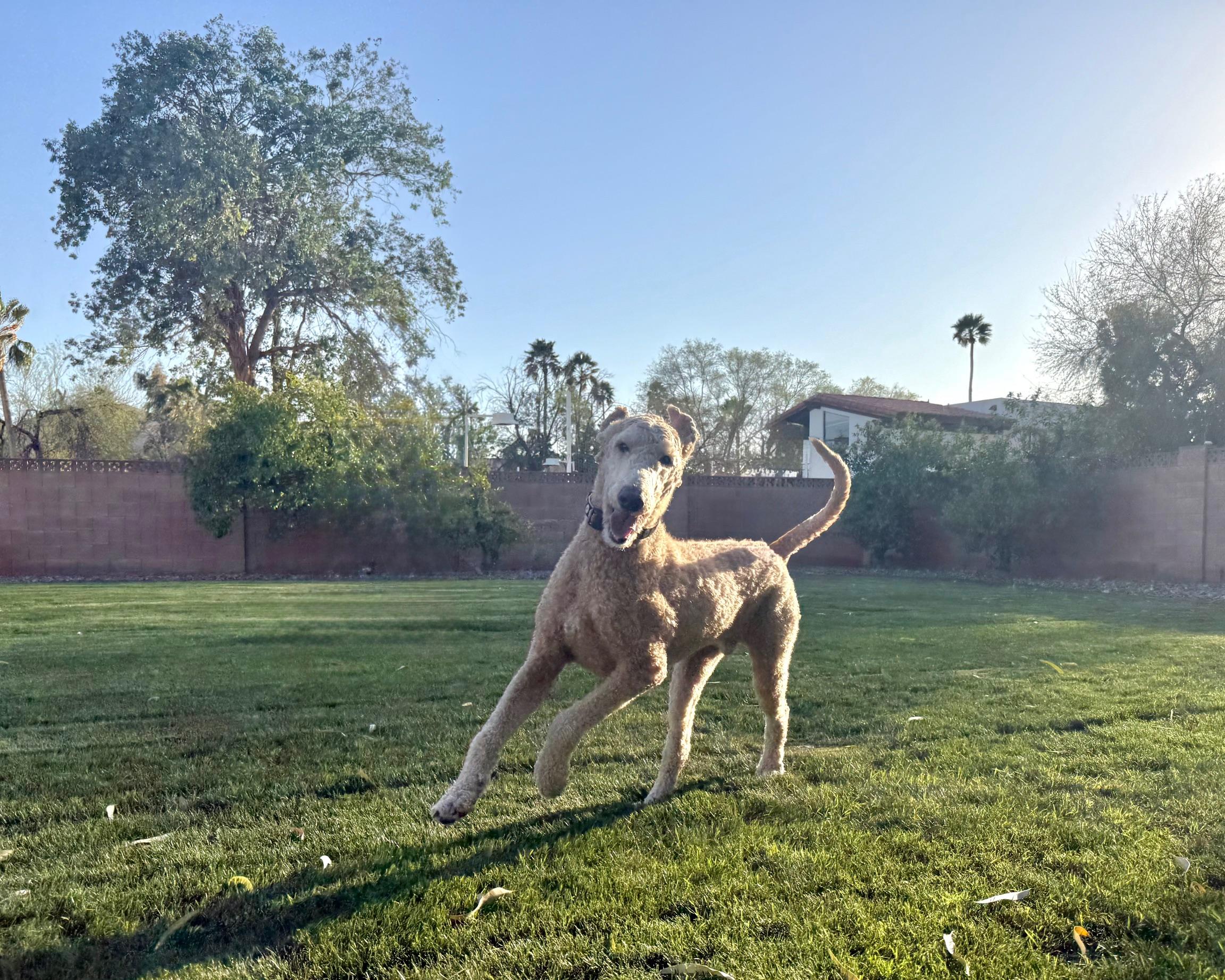 Enlarge Titan Doodle, a ADOPTABLE Goldendoodle in Scottsdale, AZ image 1/5