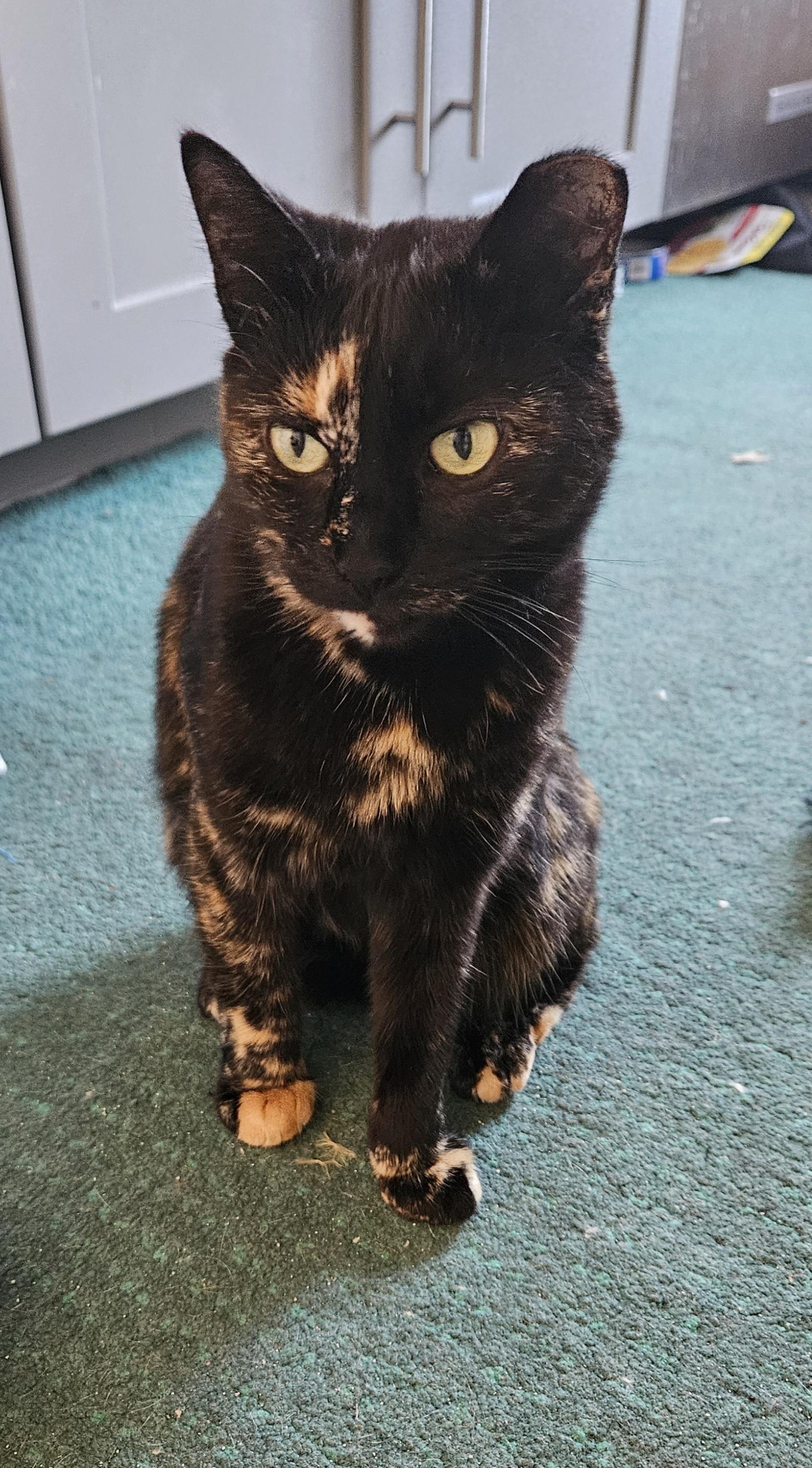 Enlarge Luna, a Adoptable Domestic Short Hair in Highland, IN image 1/4