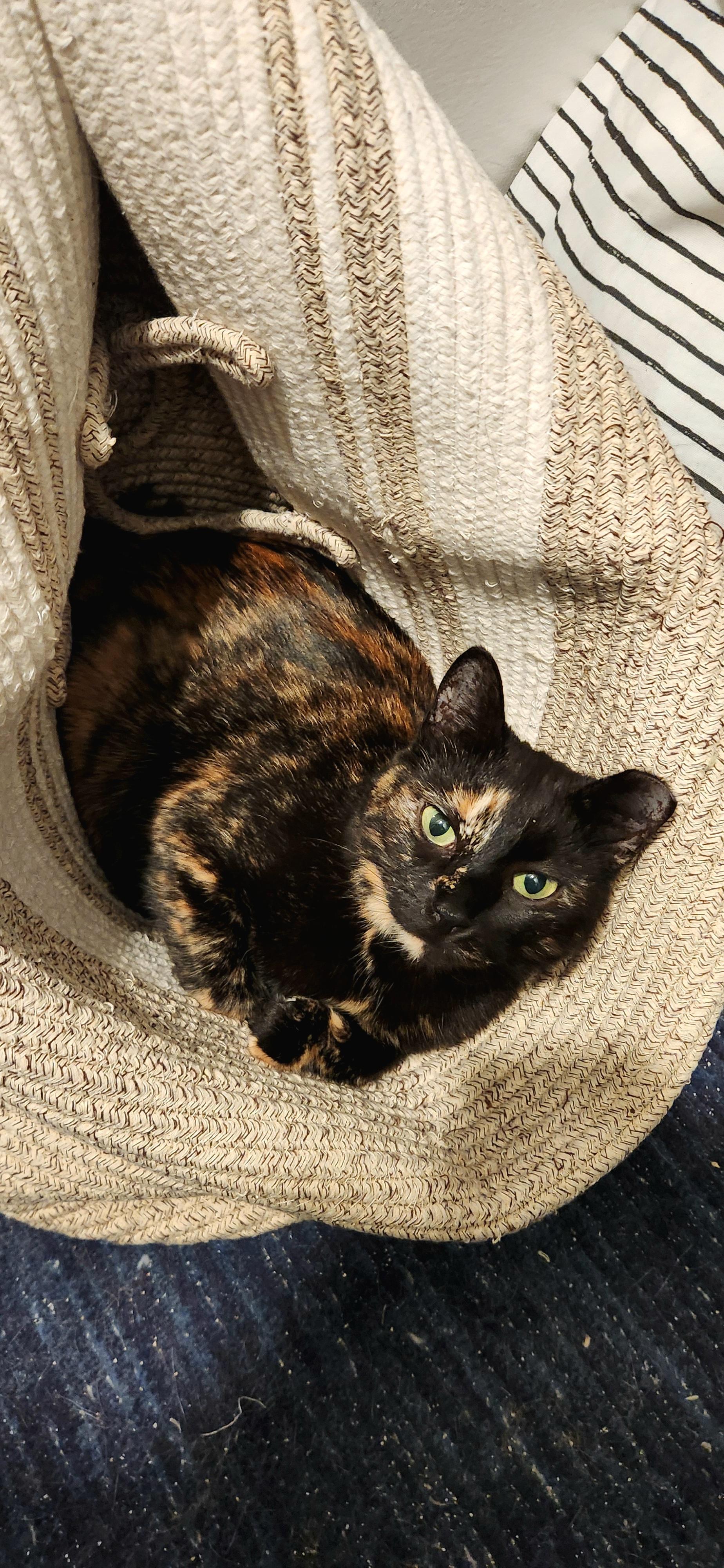 Enlarge Luna, a Adoptable Domestic Short Hair in Highland, IN image 2/4