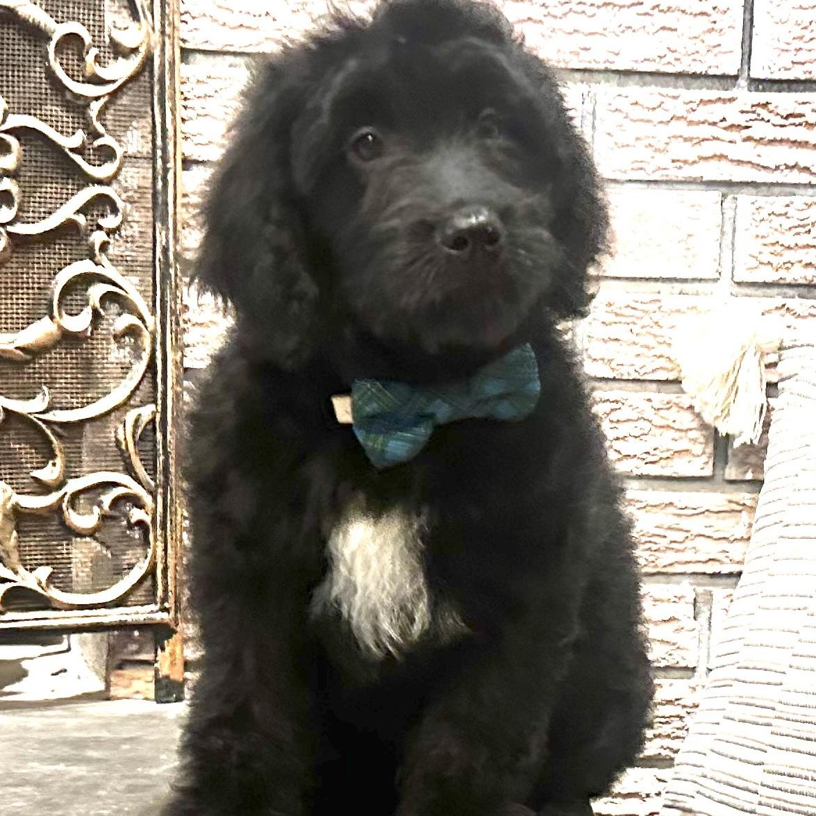 Enlarge Baby Branson, a ADOPTABLE Goldendoodle in Wrightstown, NJ image 5/6
