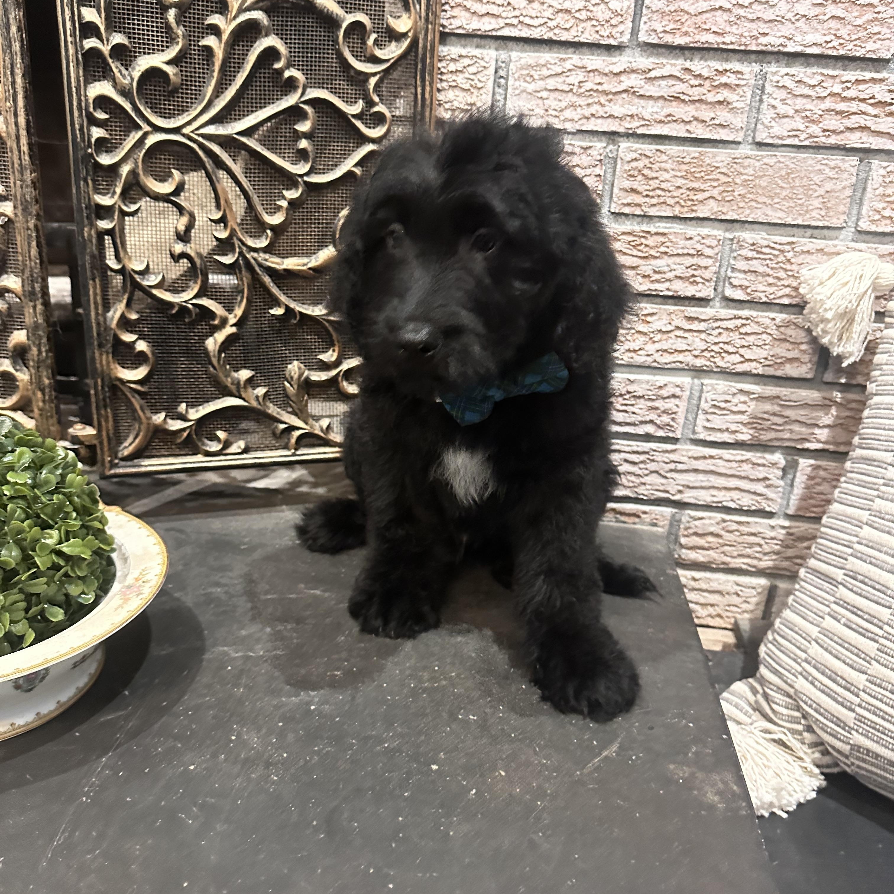 Enlarge Baby Branson, a ADOPTABLE Goldendoodle in Wrightstown, NJ image 6/6