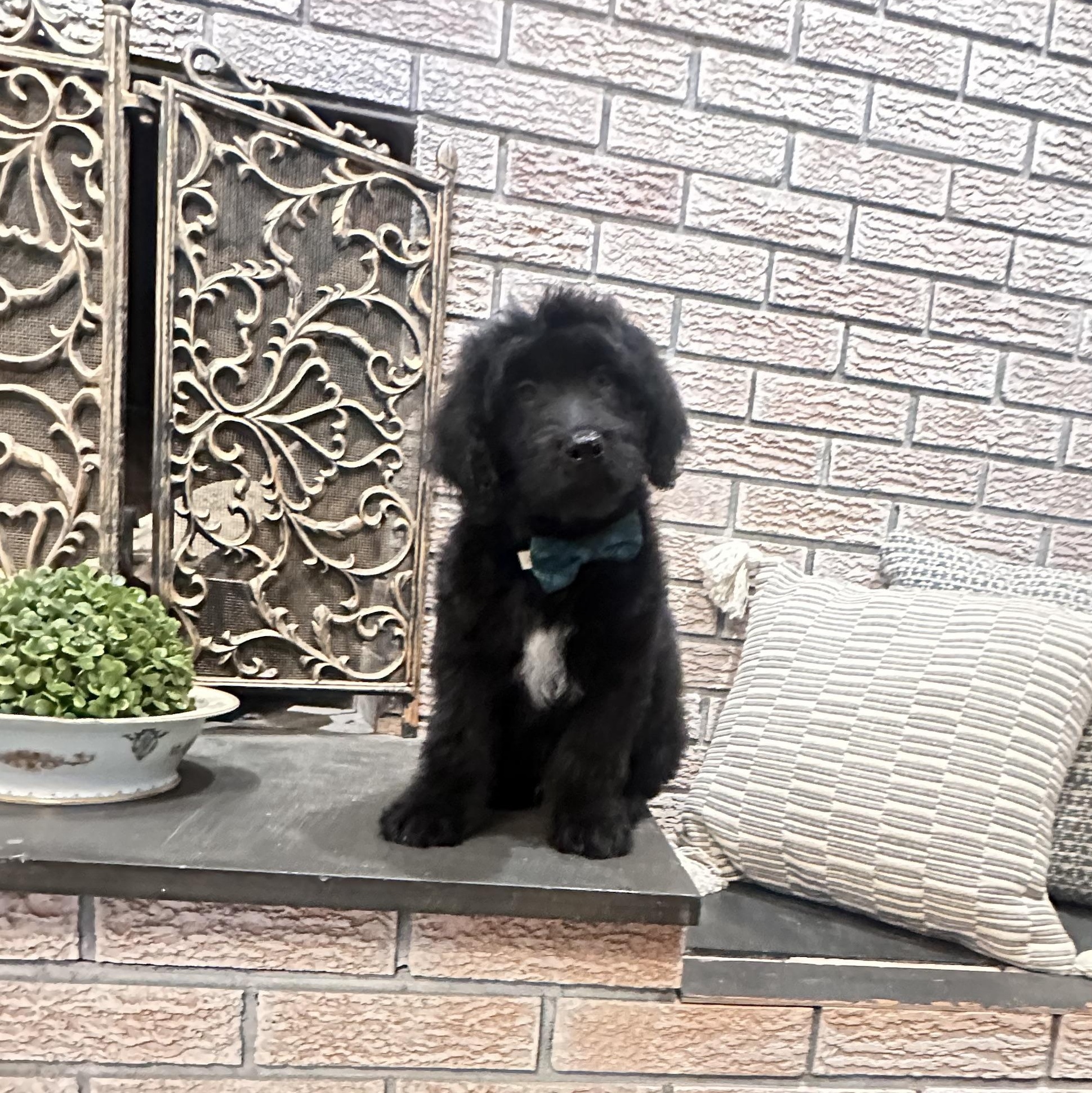 Enlarge Baby Branson, a ADOPTABLE Goldendoodle in Wrightstown, NJ image 2/6